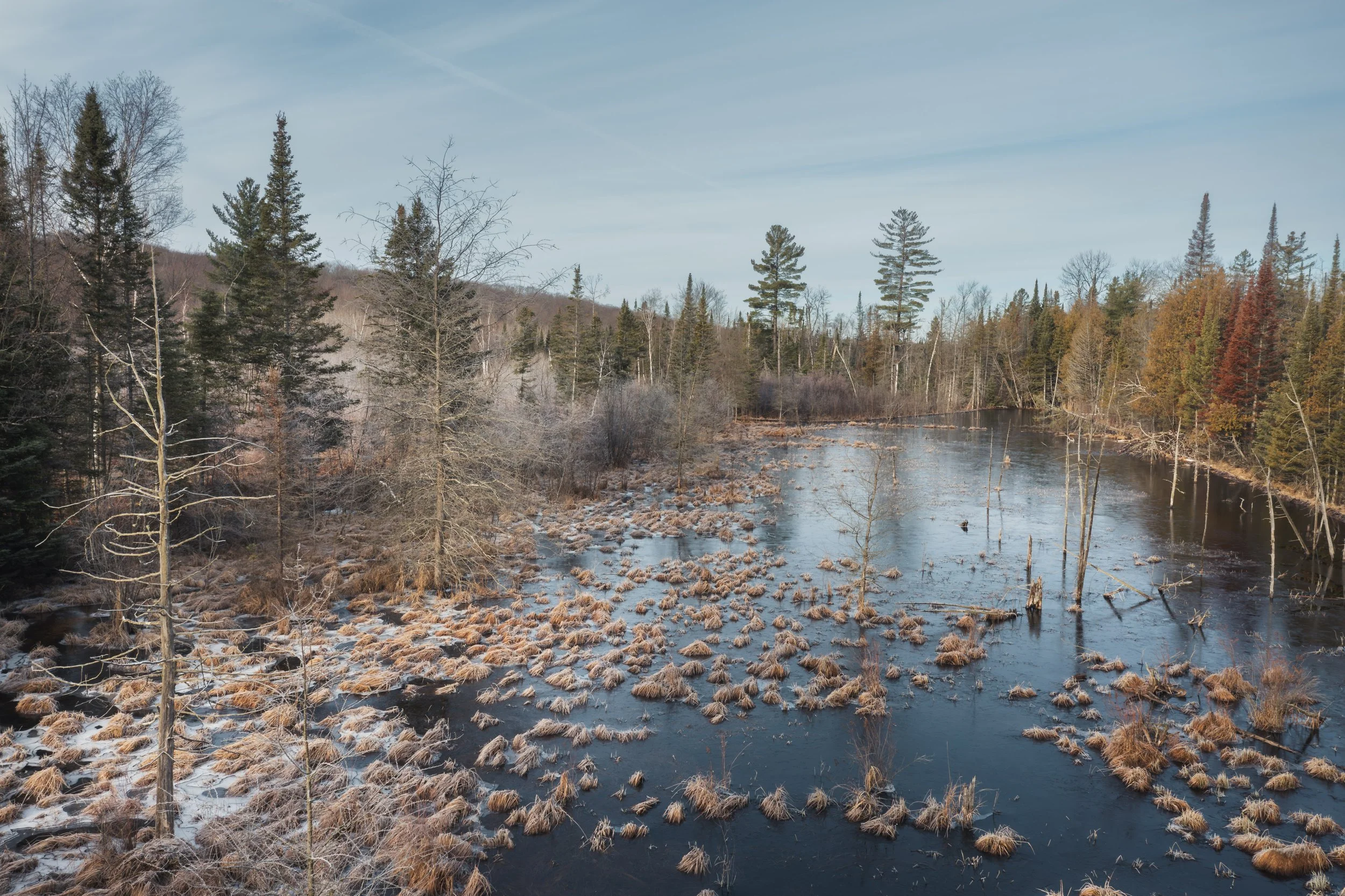  Some favourites from the Pigeon River Country State Forest during my two visits in March.  