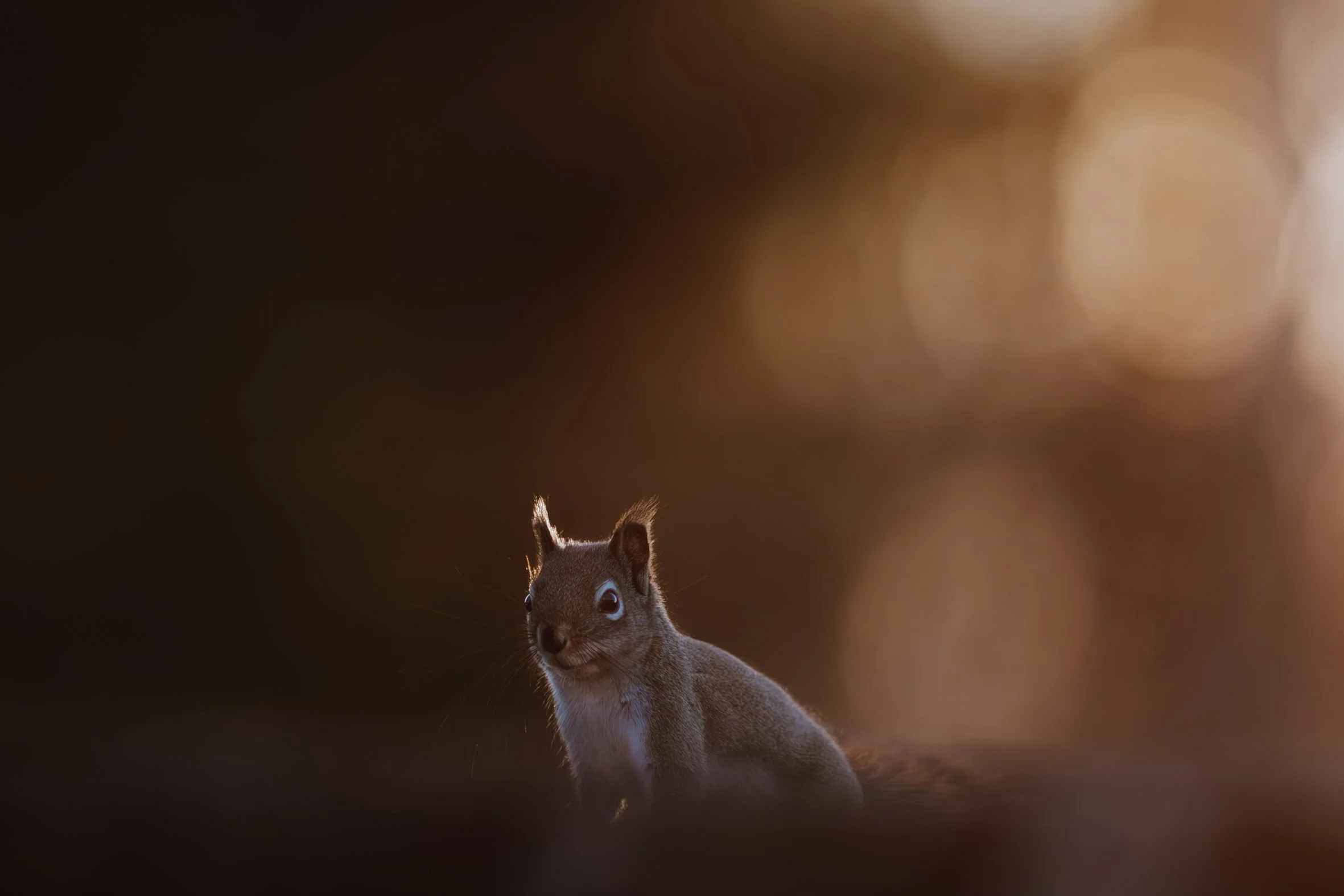 Squirrel -1.JPG