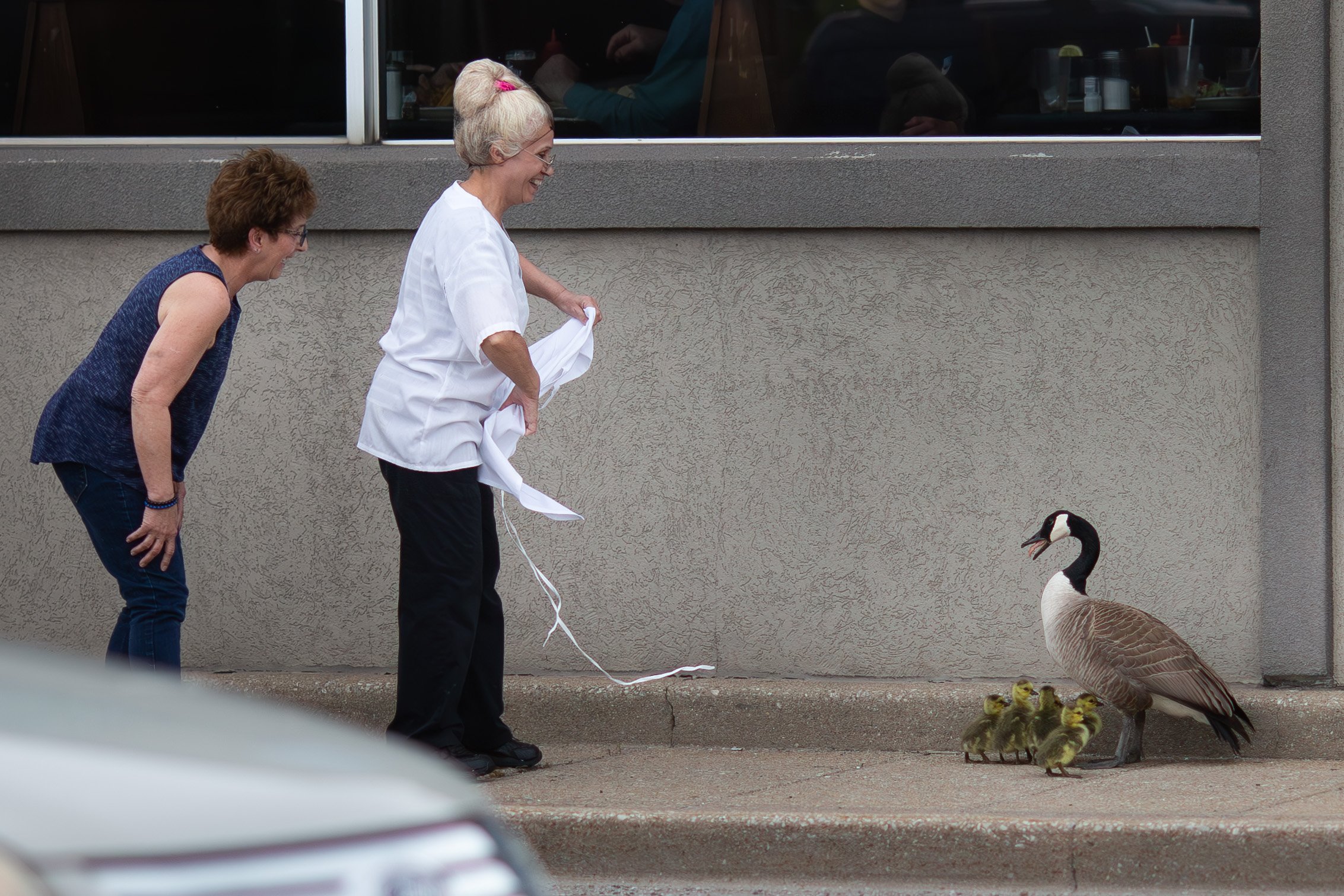  A few animal lovers kept a pair of geese and their goslings off a busy Walker Road during rush hour.  