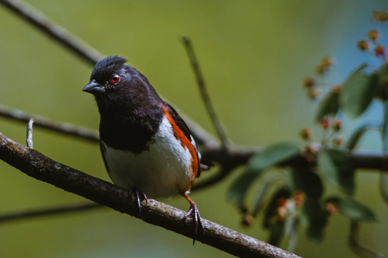  Spending more time birding as the spring migration is in full swing.  Here is a small sample of May's bird snaps. 