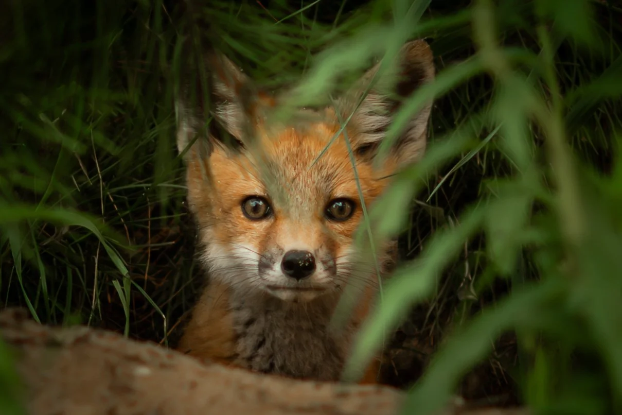  June continued to reveal the wonders of nature - what I've always said brings me the most joy to photograph.  A fox (my first), some fantastic birding, and an eerie aerial of some afternoon fog rolling off of Lake Erie. 
