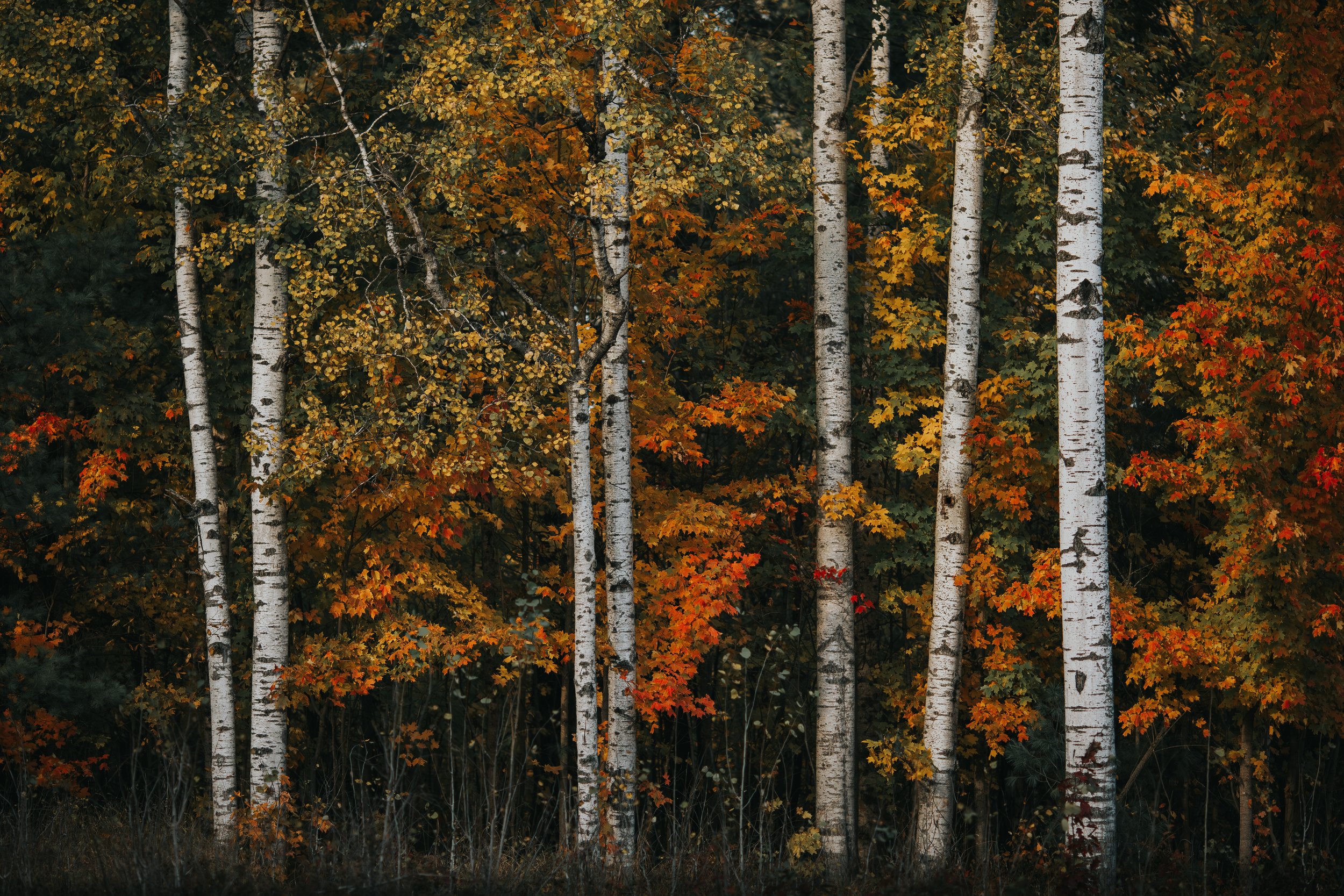 Fall_Colour-9.JPG