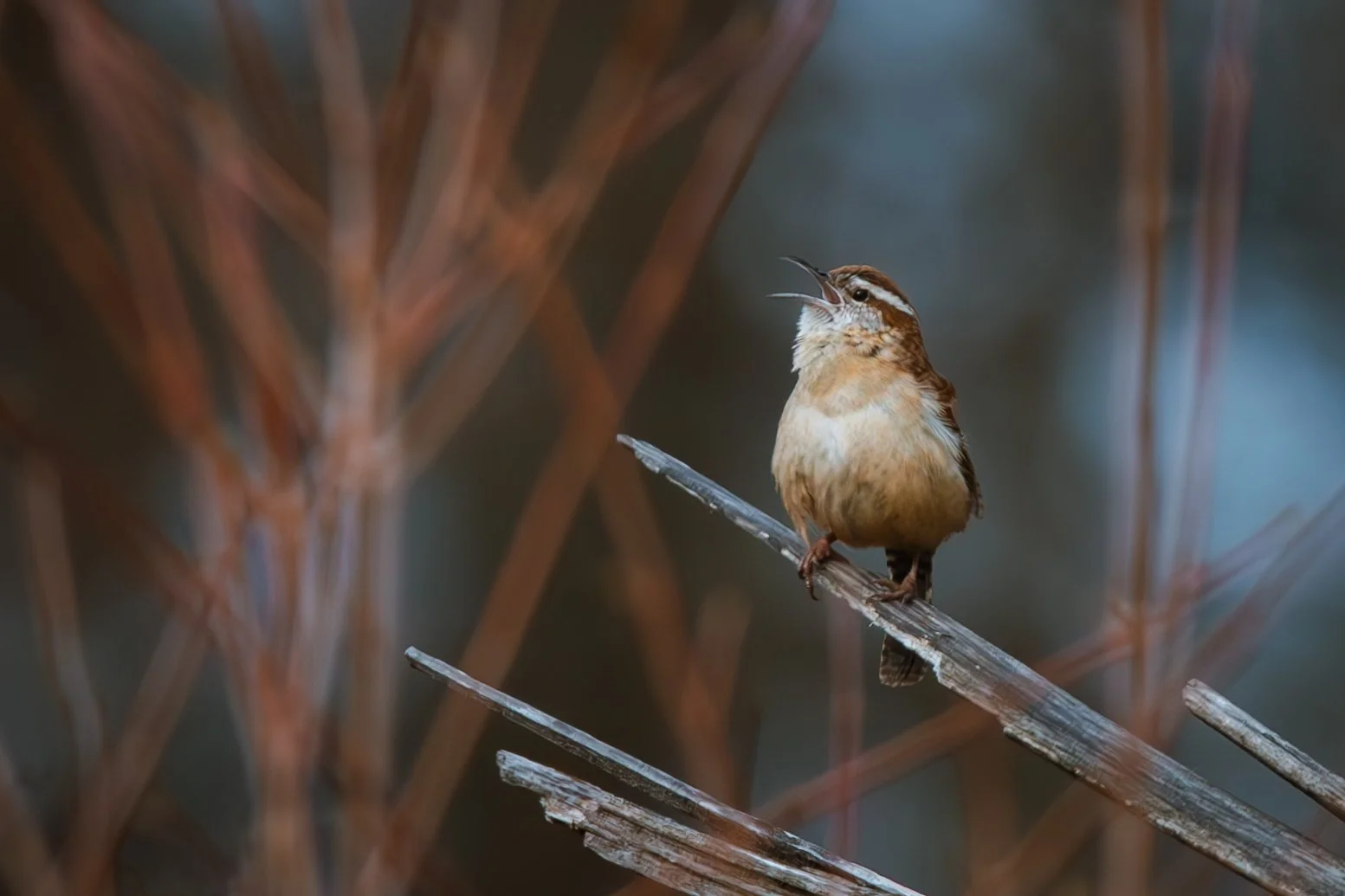 Spring is Here (and so are the birds)