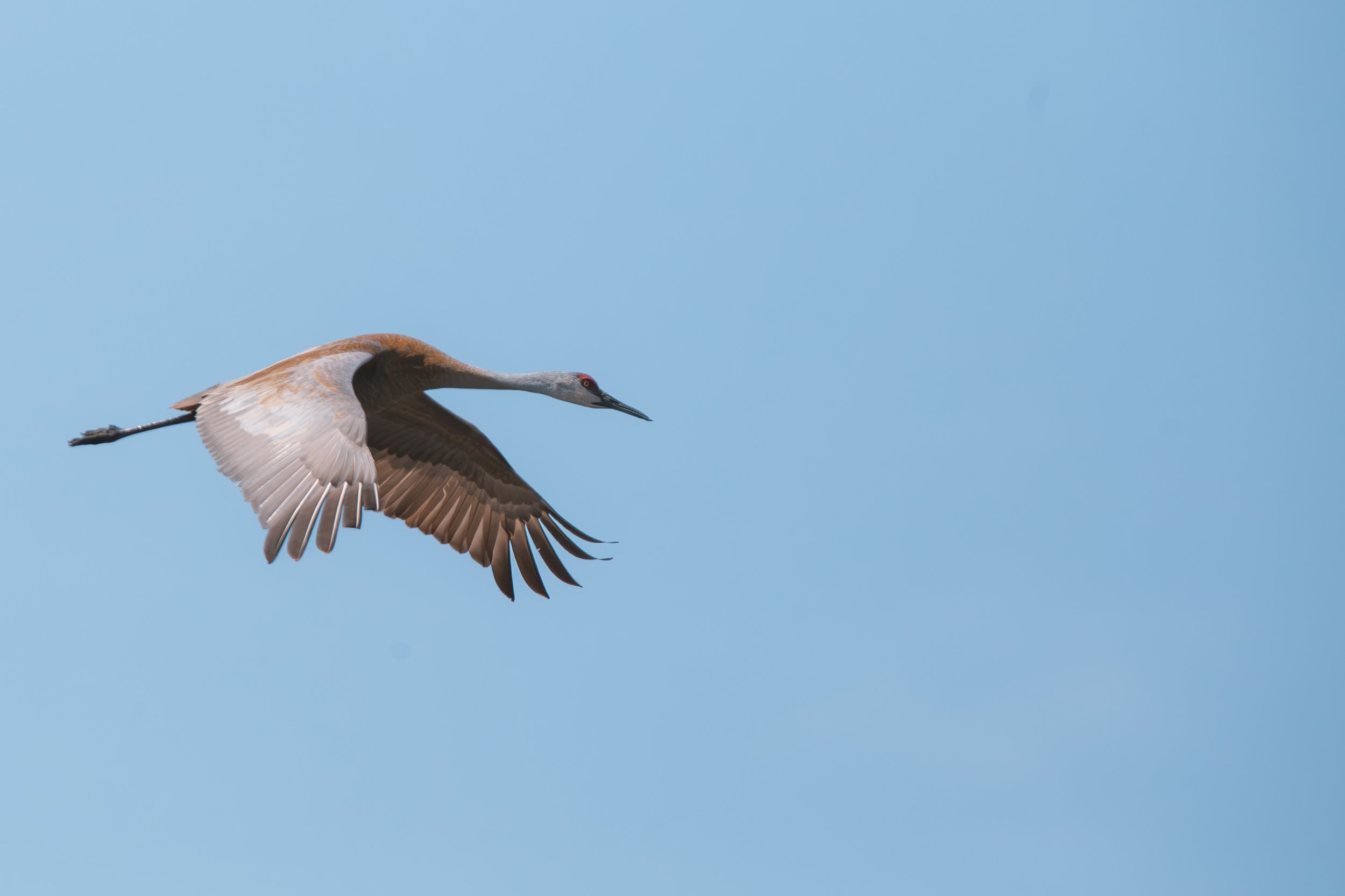 Wildlife-12.JPG