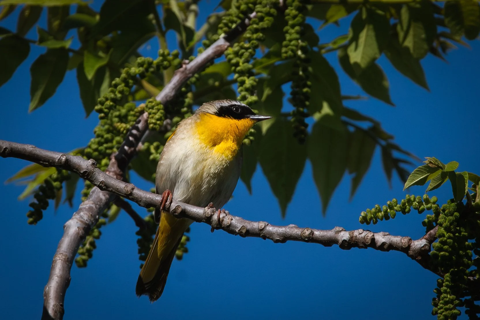 Pelee-4.JPG