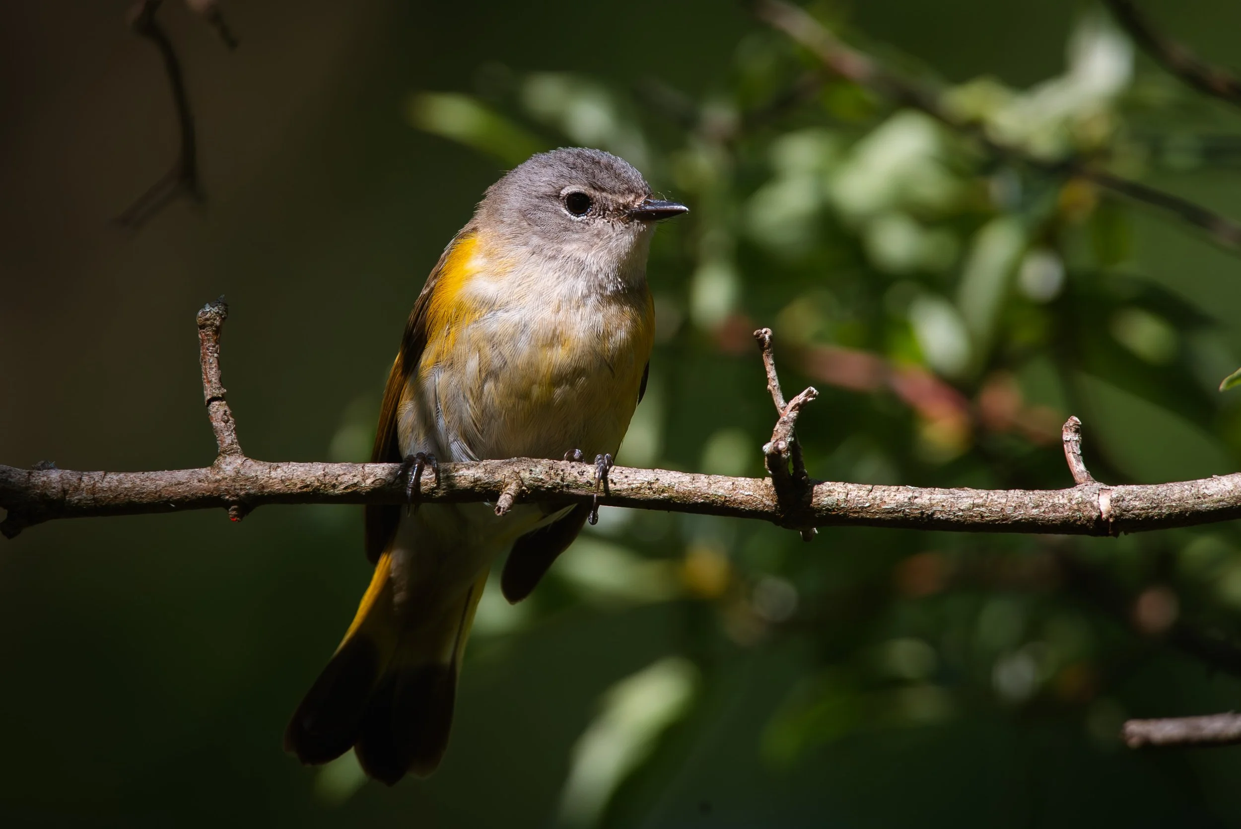  An American Redstart (f) at Point Pelee National Park. 