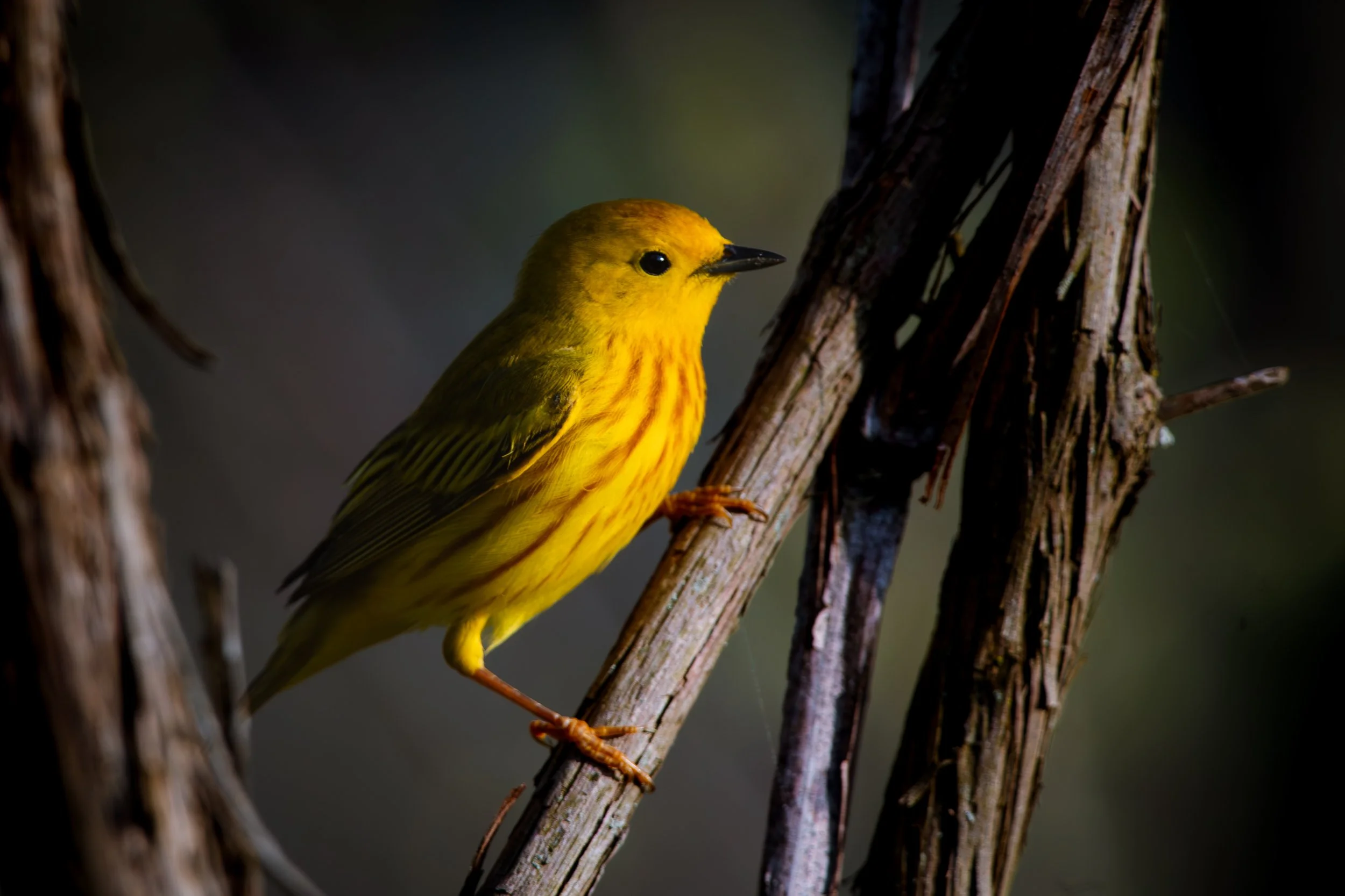  A Yellow Warbler at Point Pelee National Park. 
