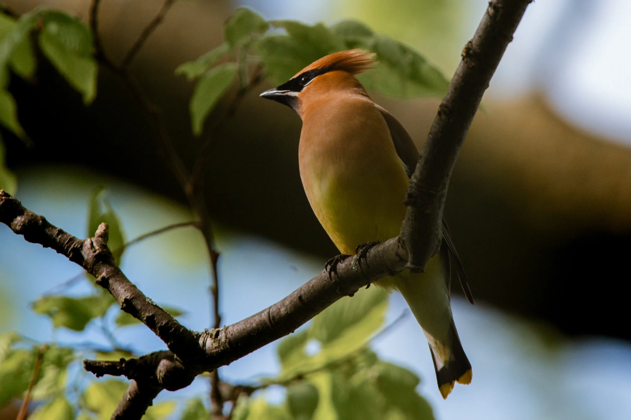 This Cedar Waxwing was pictured at Point Pelee National Park. 
