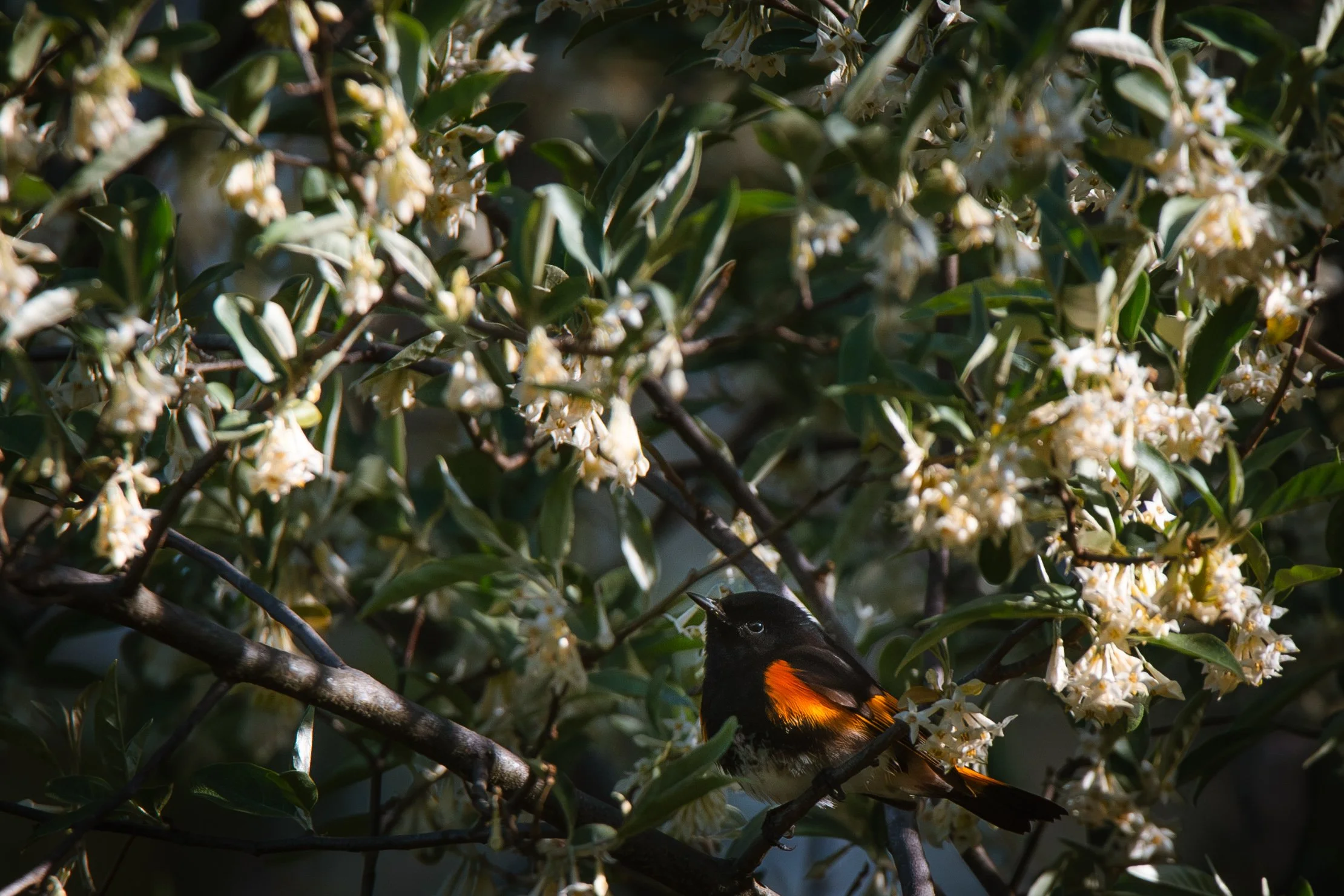  An American Redstart at the Ojibway Prairie Complex. 