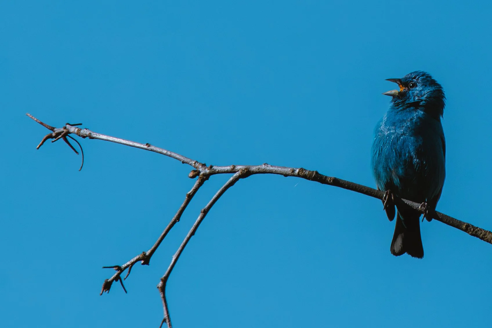  An Indigo Bunting at Ojibway Prairie Complex. 