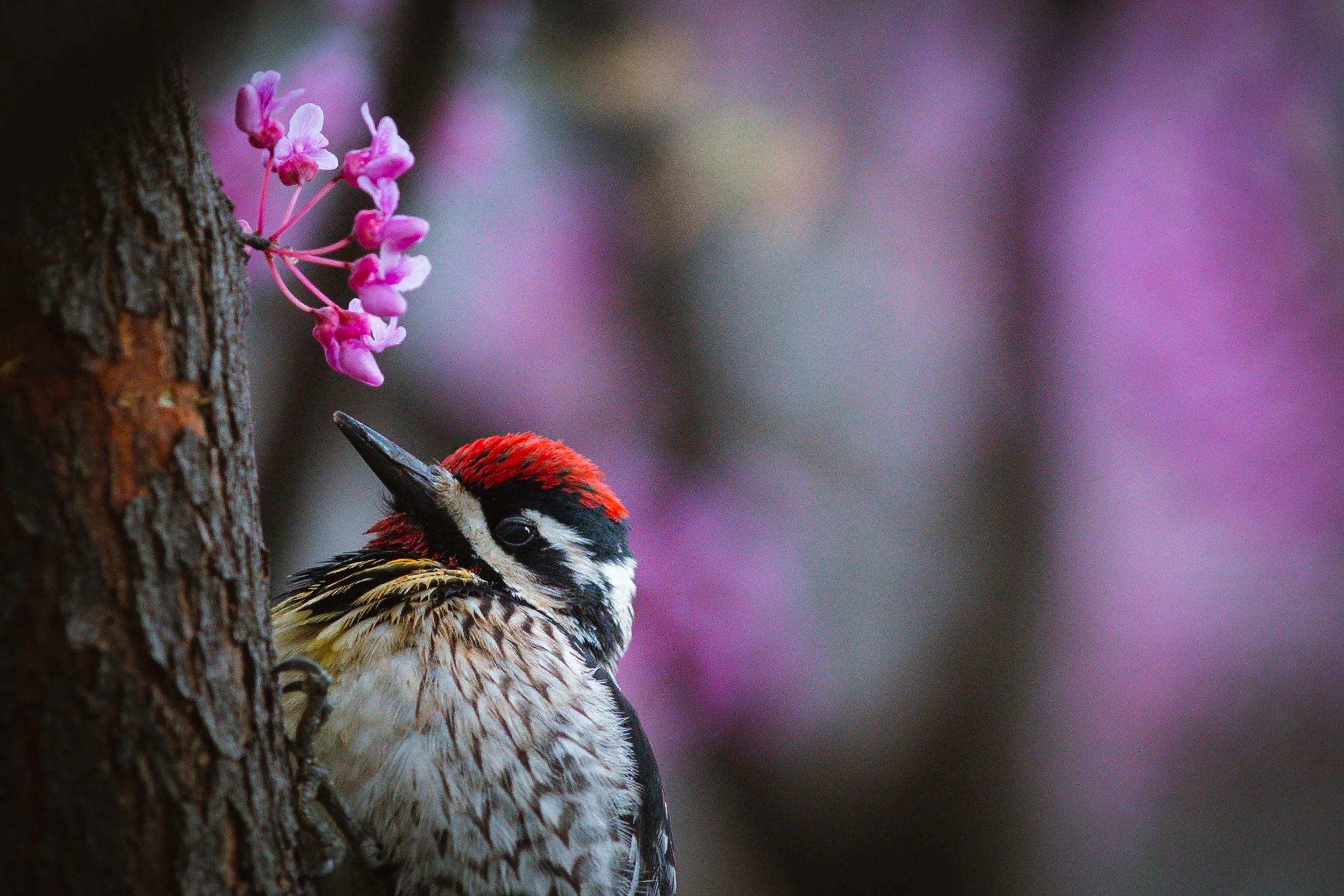  This is a Yellow-bellied Sapsucker I stumbled upon while shooting an Eastern Redbud in bloom.  And it goes to show you don’t need to be at the more popular birding destinations (Ojibway or Pelee) to discover a bird you’ve never seen before. 