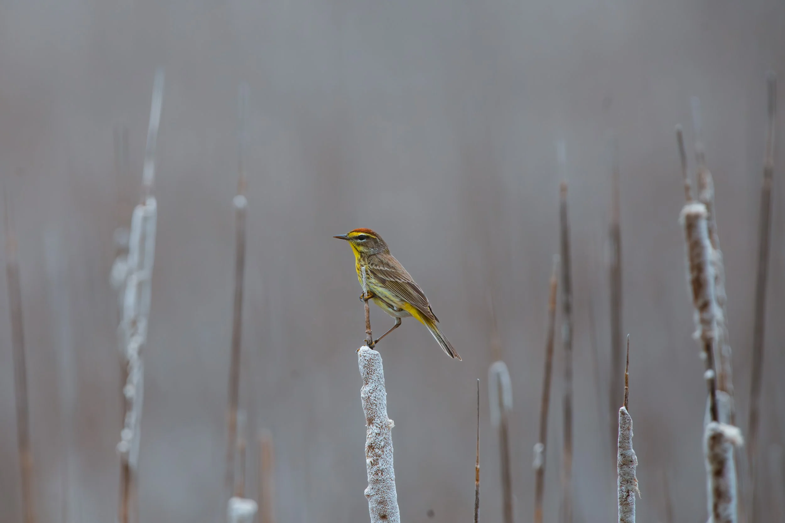 Wildlife-24.JPG