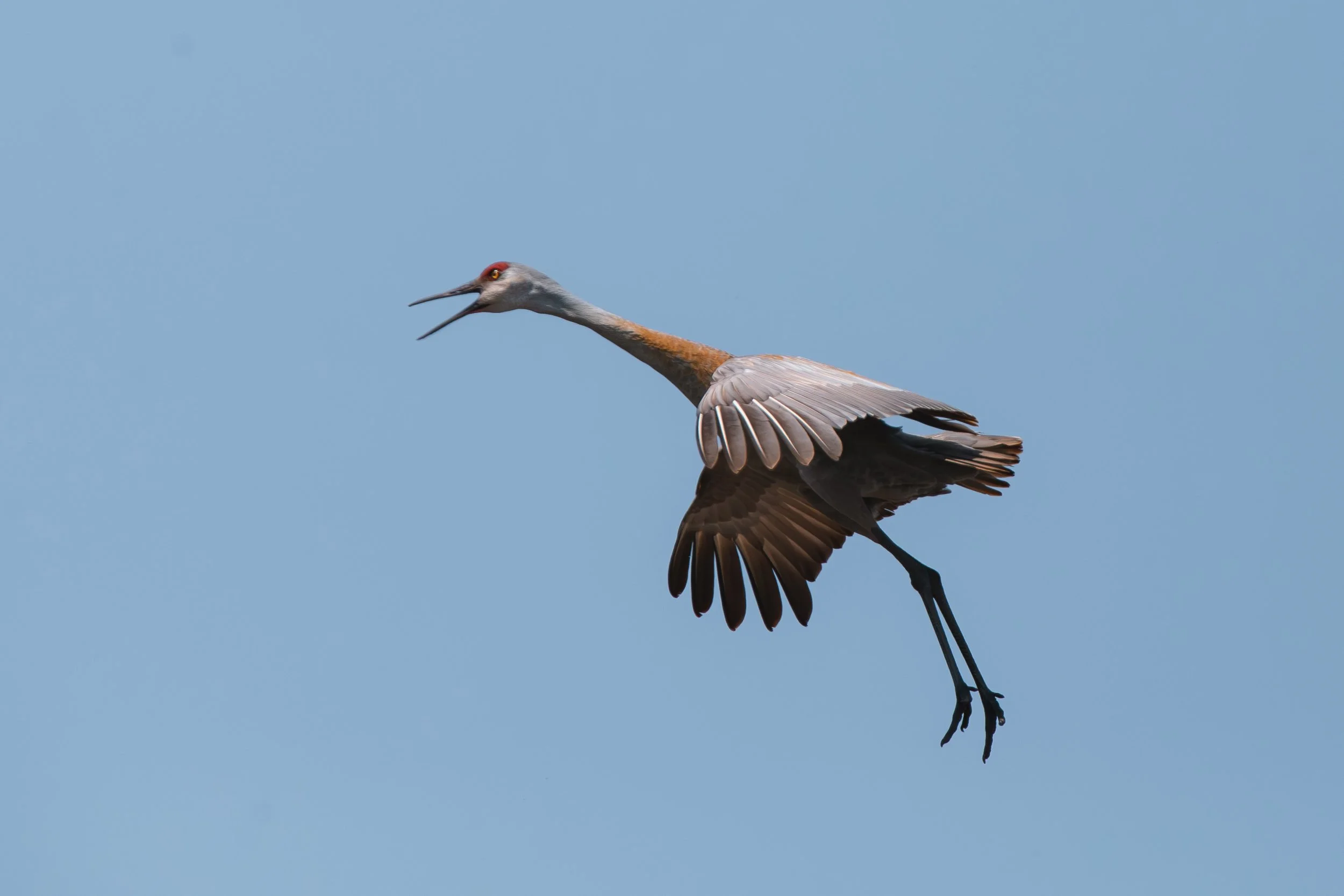 Wildlife-15.JPG