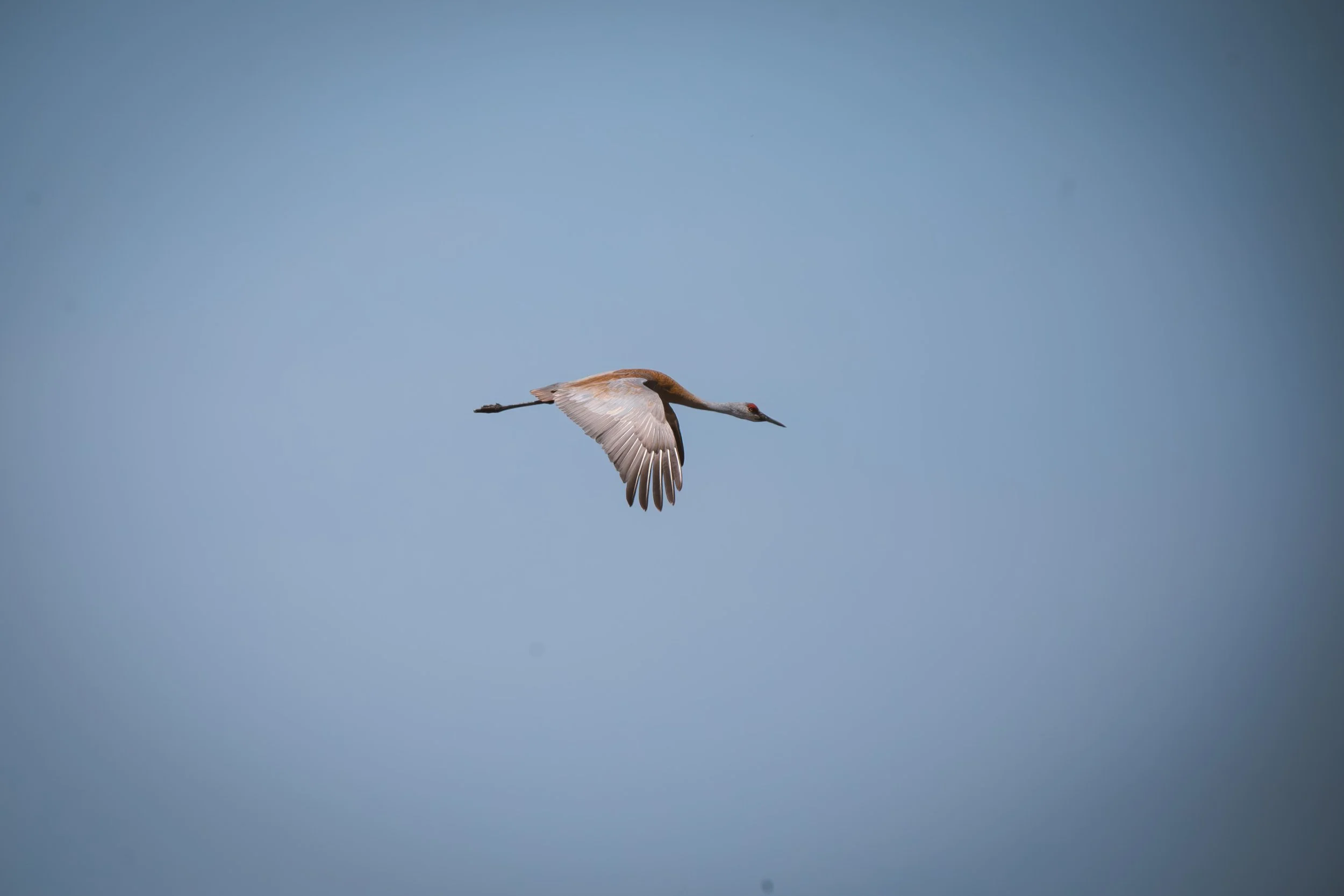 Wildlife-14.JPG