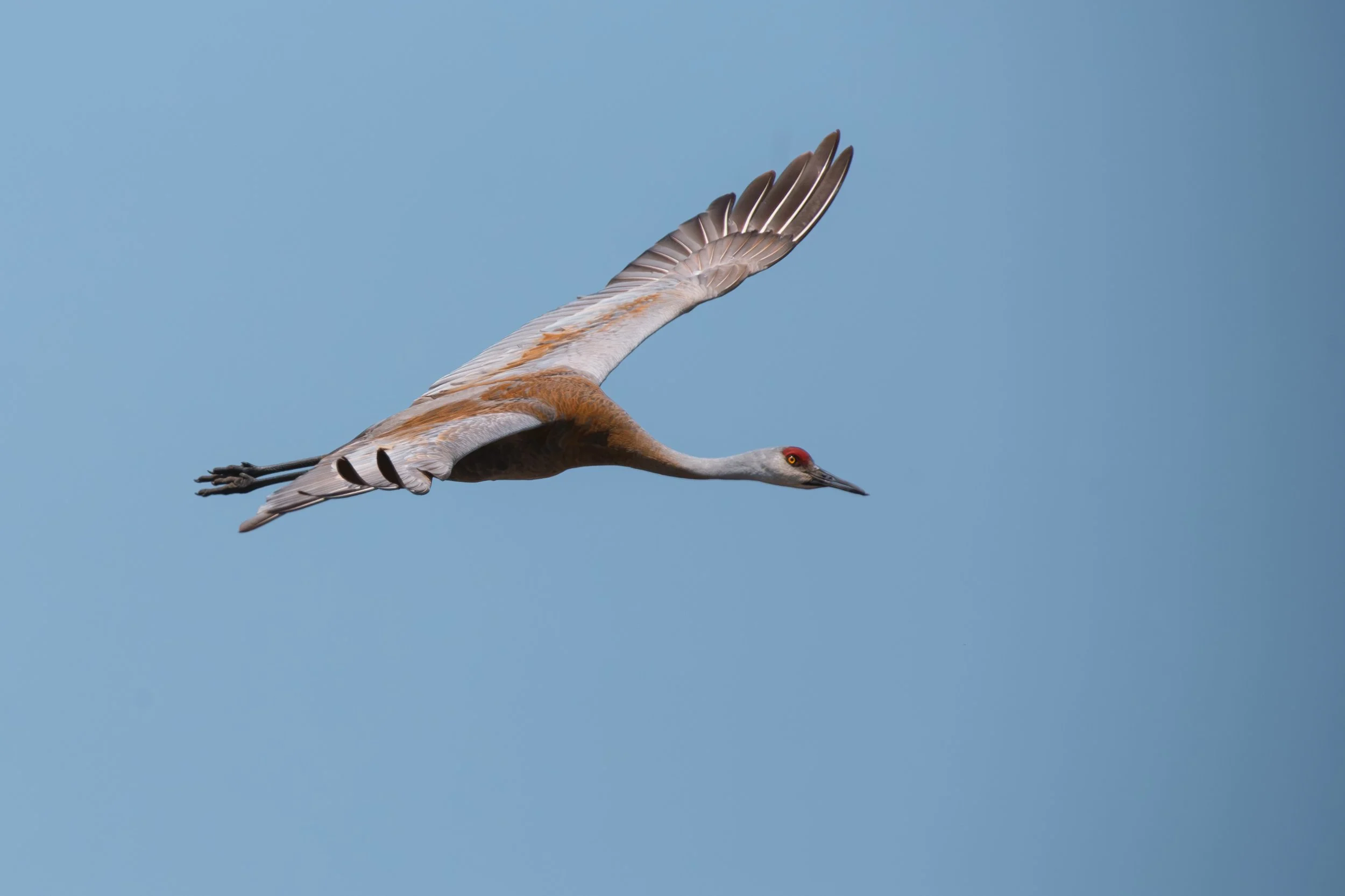 Wildlife-13.JPG