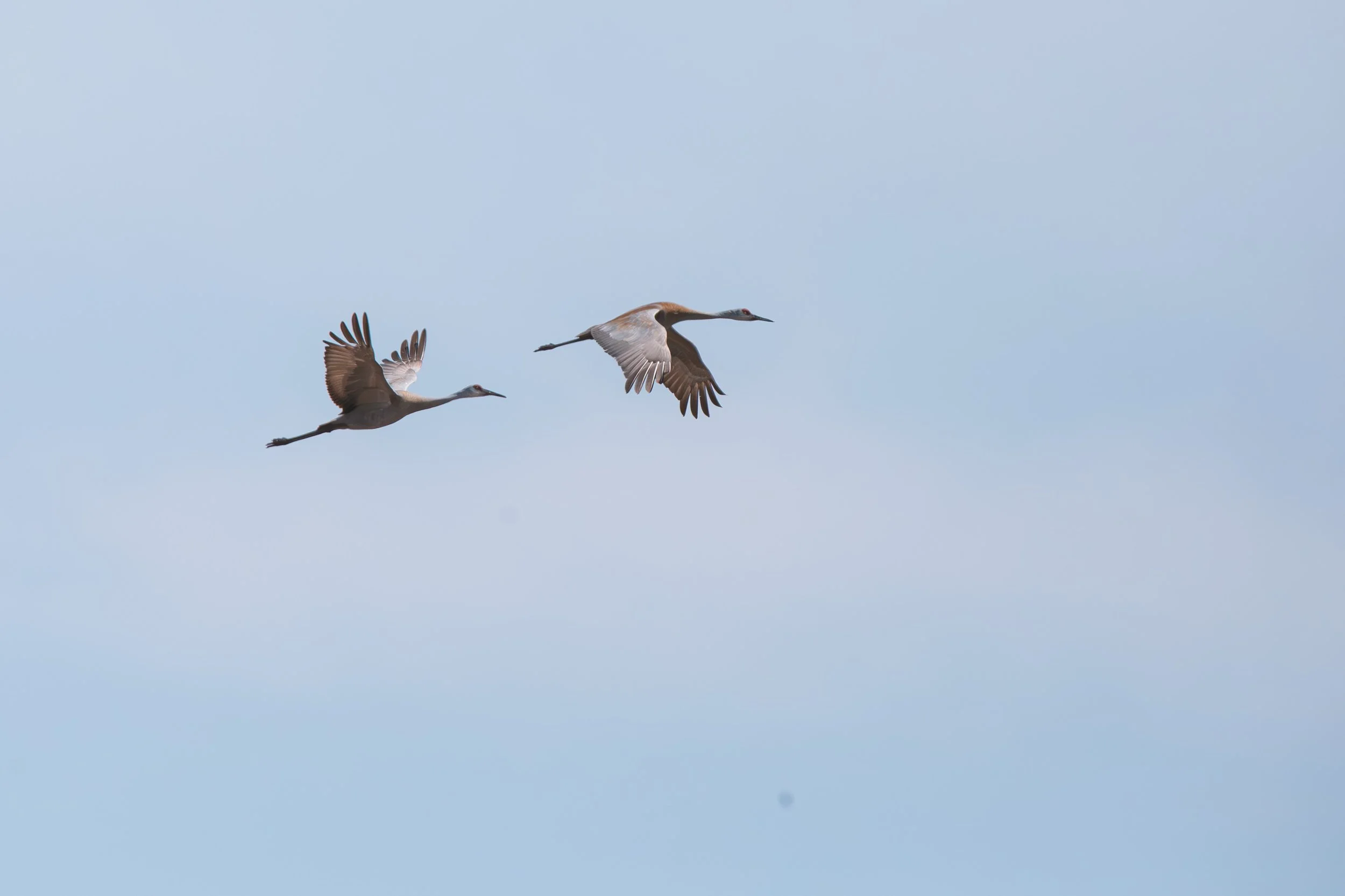  These photos of soaring Sandhill Cranes are some of my favourite and I can’t choose just one.  These were taken at the St. Clair National Wildlife Area. 
