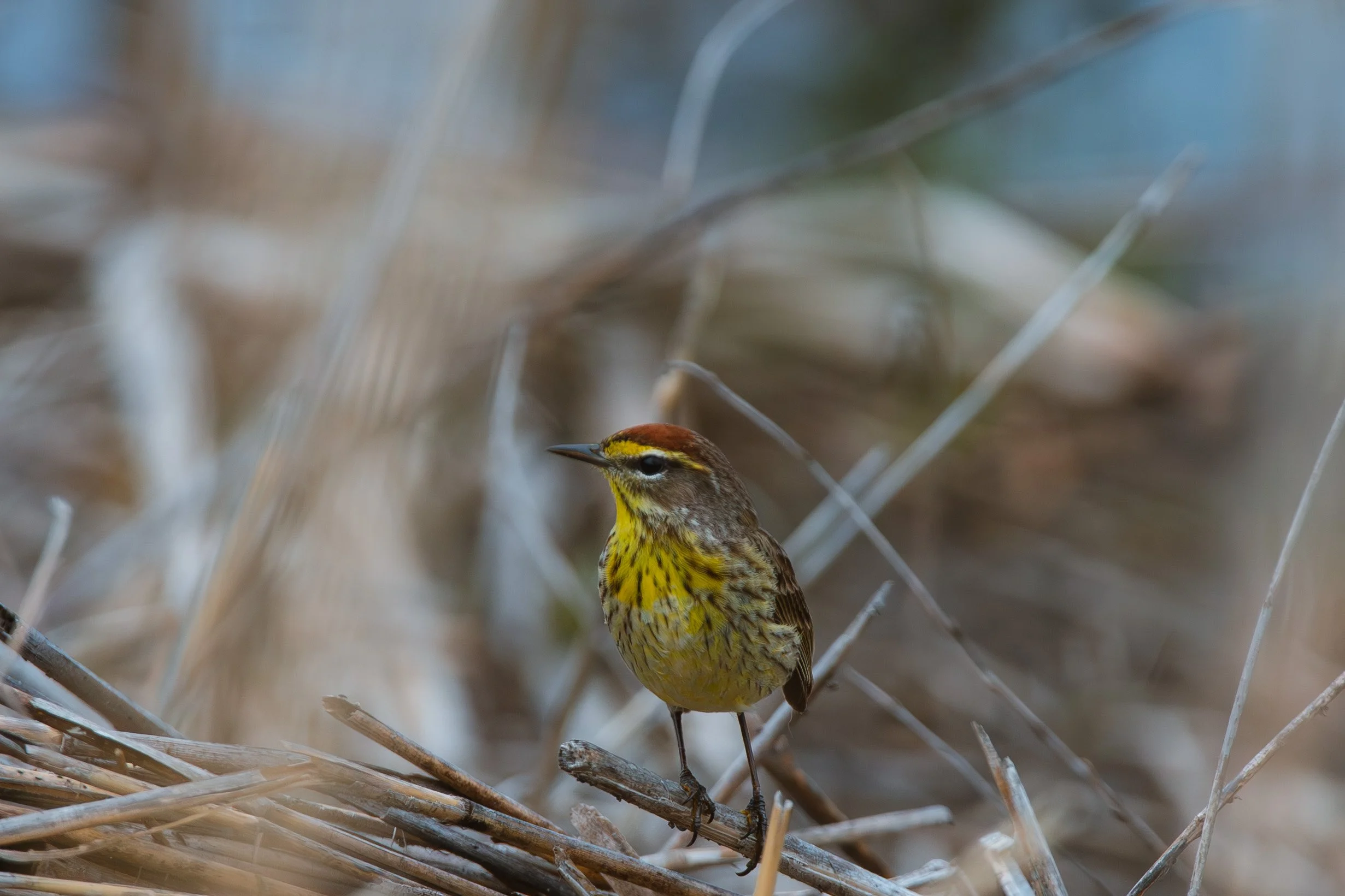  A Pine Warbler at the St. Clair National Wildlife Area in Chatham-Kent. 