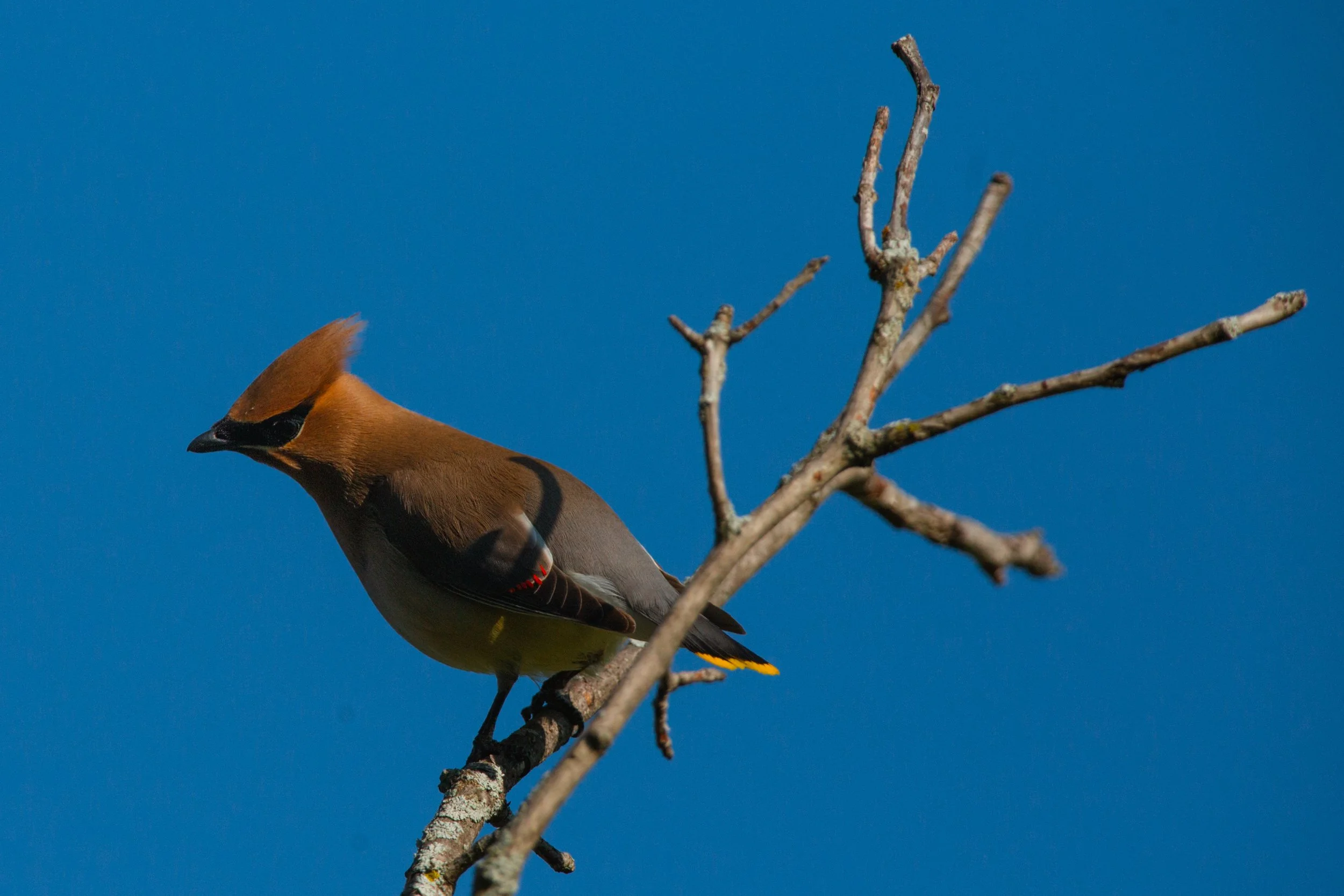  A Cedar Waxwing on the Chrysler Greenway near Paquette Corners. 