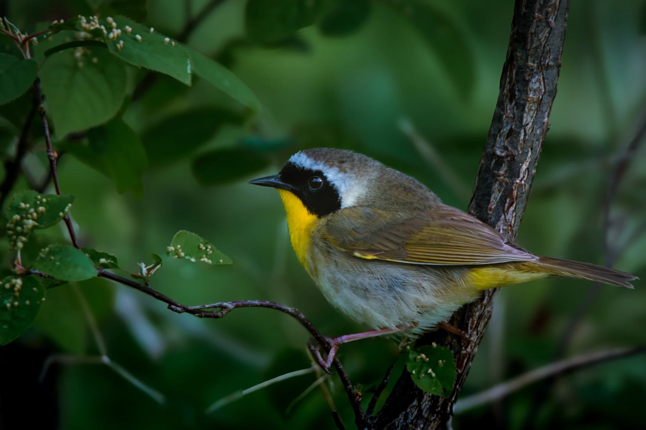  Two Common Yellowthroats at Point Pelee National Park. 