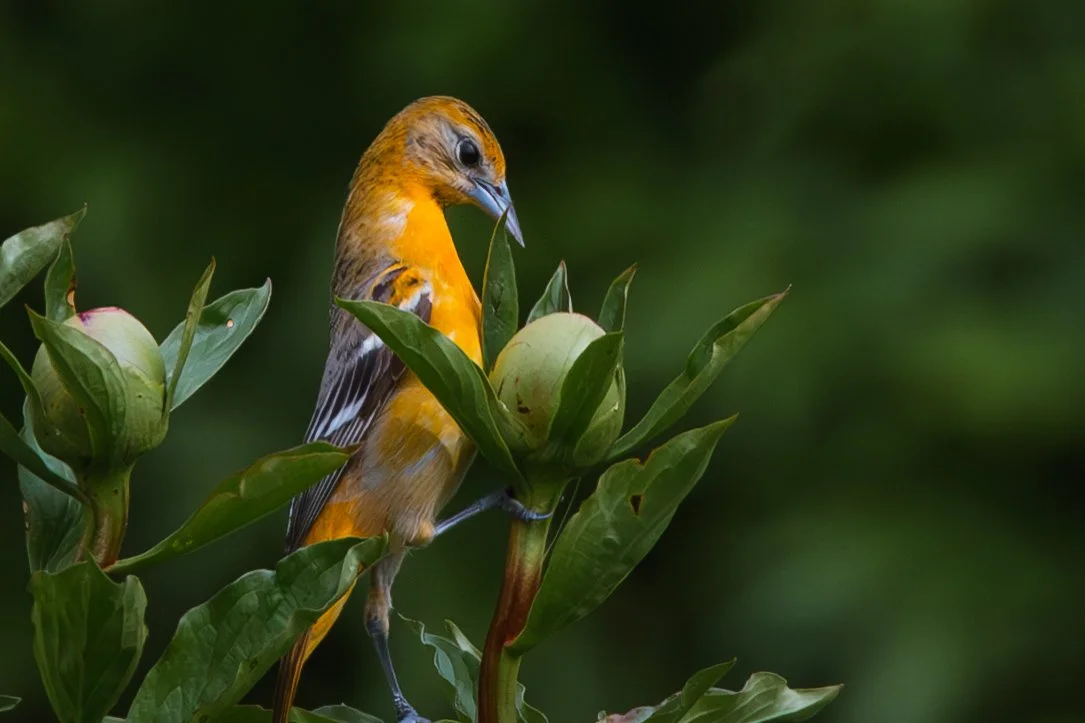  A Baltimore Oriole seen in a field of peonies at Fleur de Roy in Chatham-Kent. 