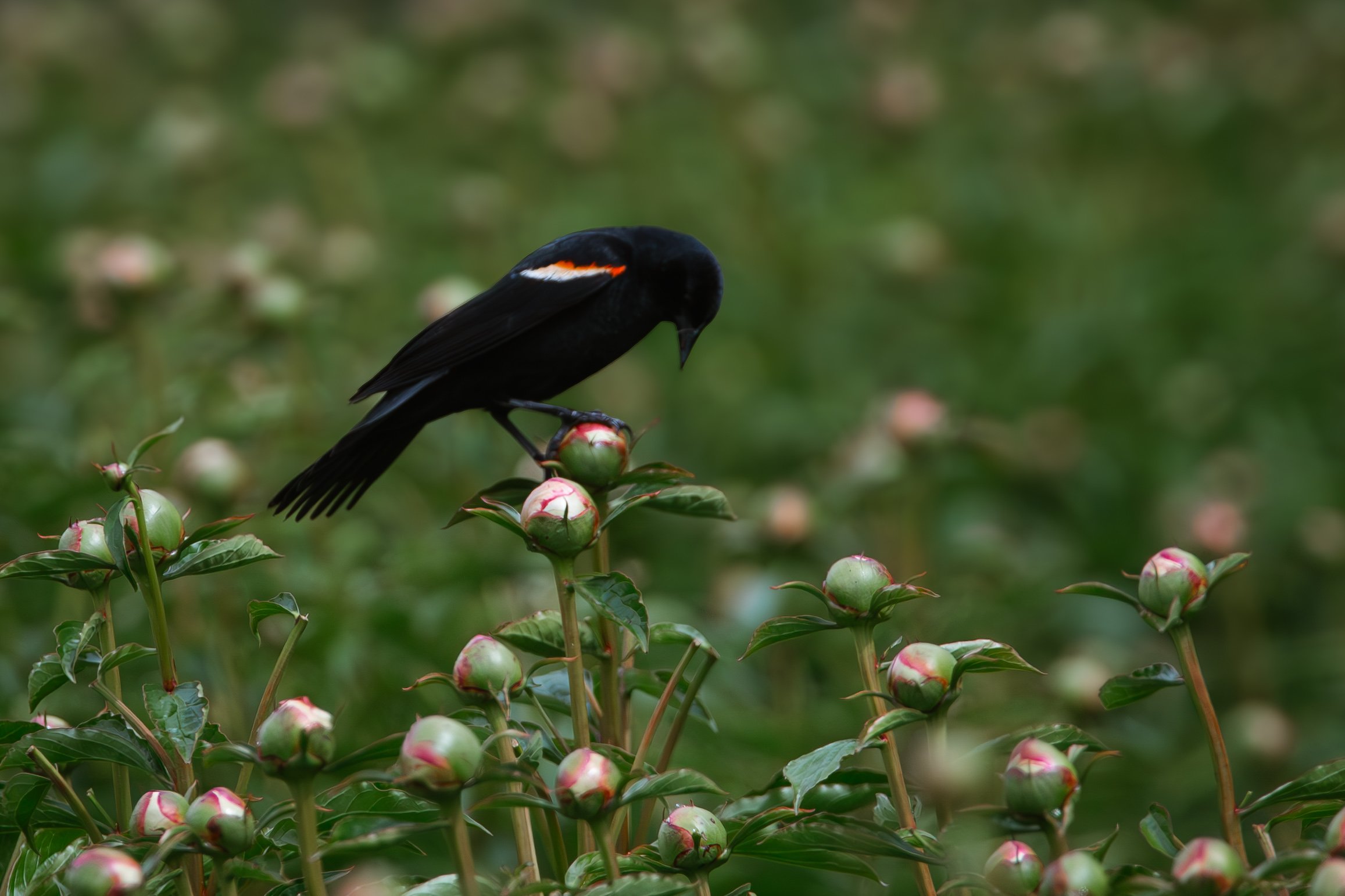  A Red-winged Blackbird seen in a field of peonies at Fleur de Roy in Chatham-Kent. 