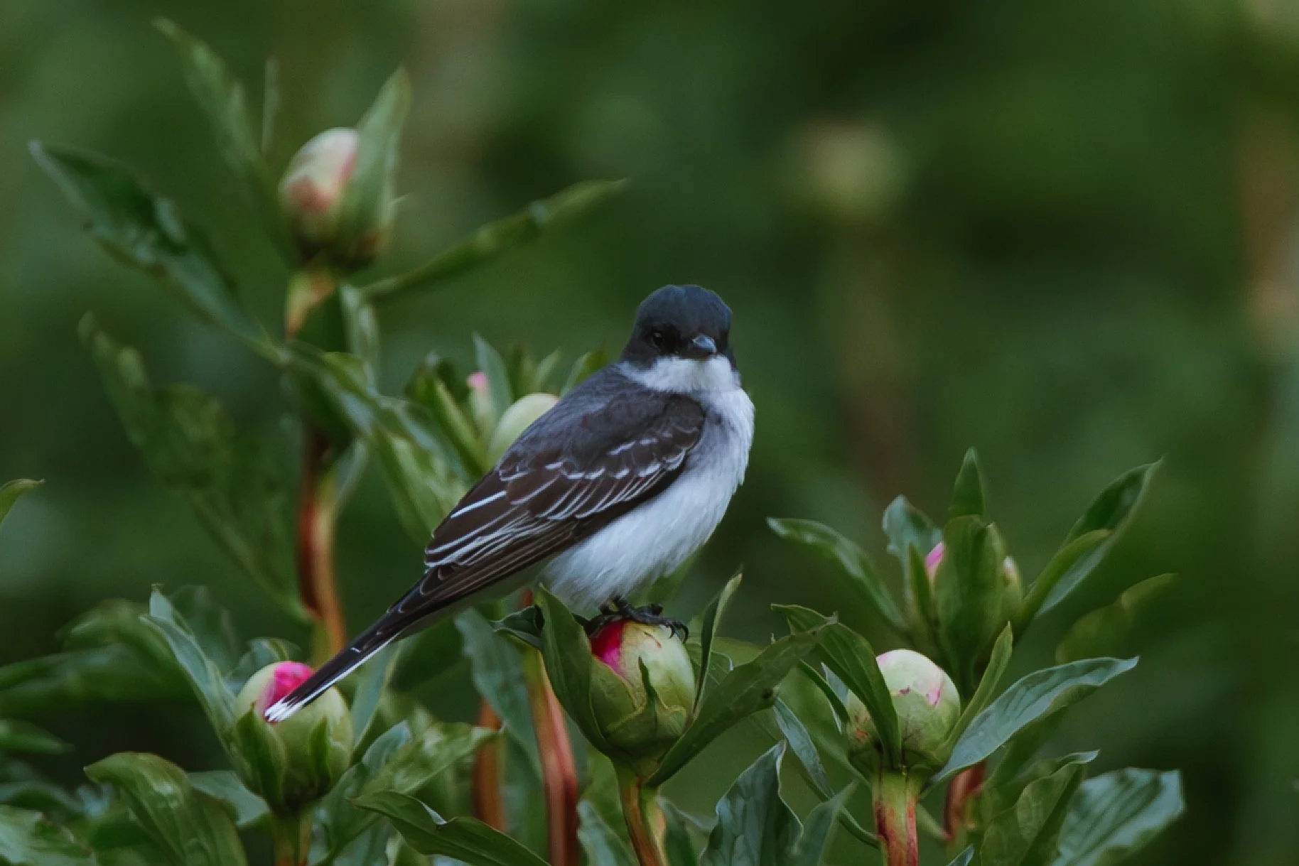  An Eastern Kingbird seen in a field of peonies at Fleur de Roy in Chatham-Kent. 