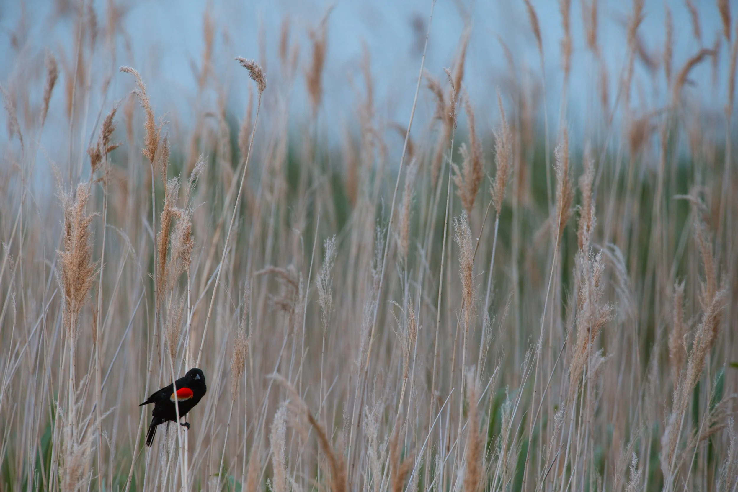  A Red-winged Blackbird in a field of tall grass on Mitchell’s Bay. 