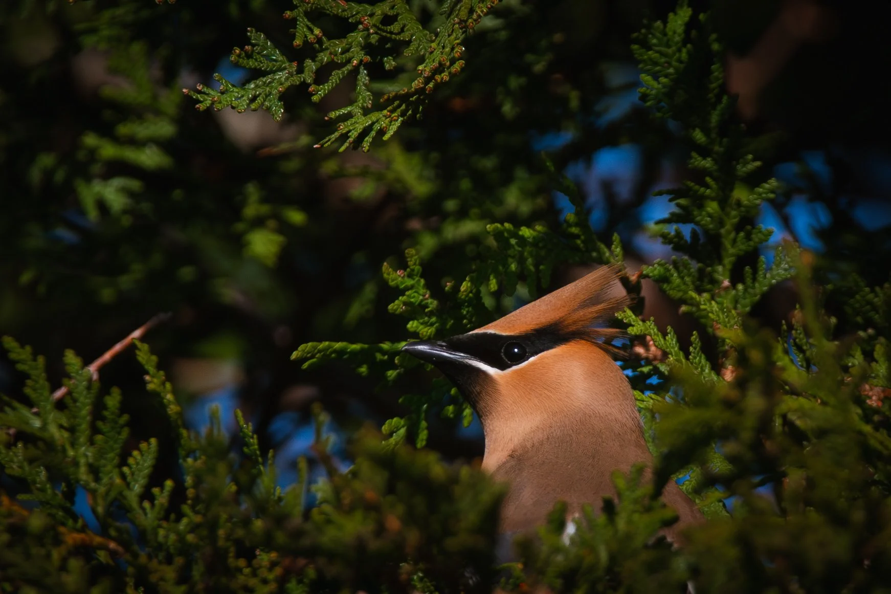 The Spring Migration
