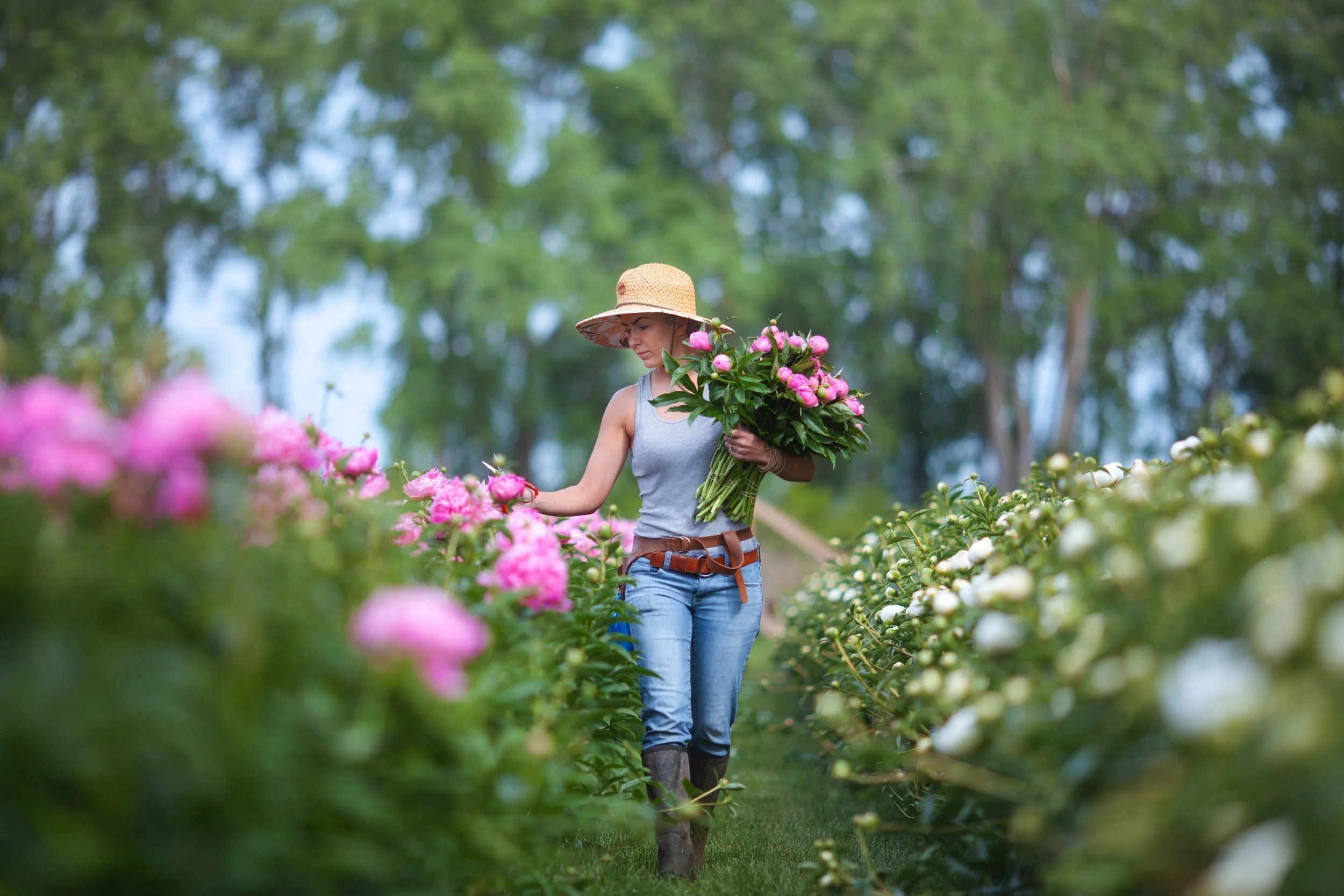  Sara Dame, of Dame Haven Farms, harvests peonies on the first day of Fleur de Roy’s pick-your-own peony experience in Chatham-Kent (2025). 