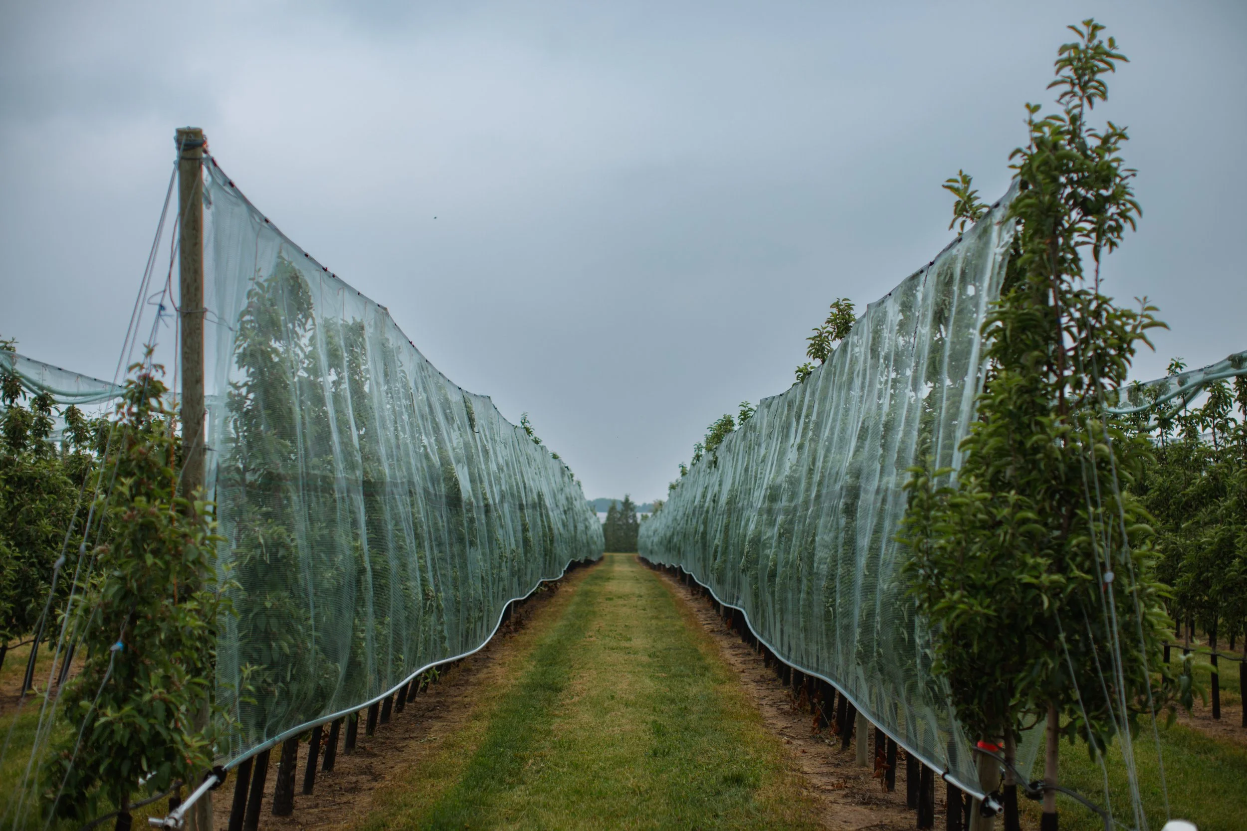 Grower-5.JPG