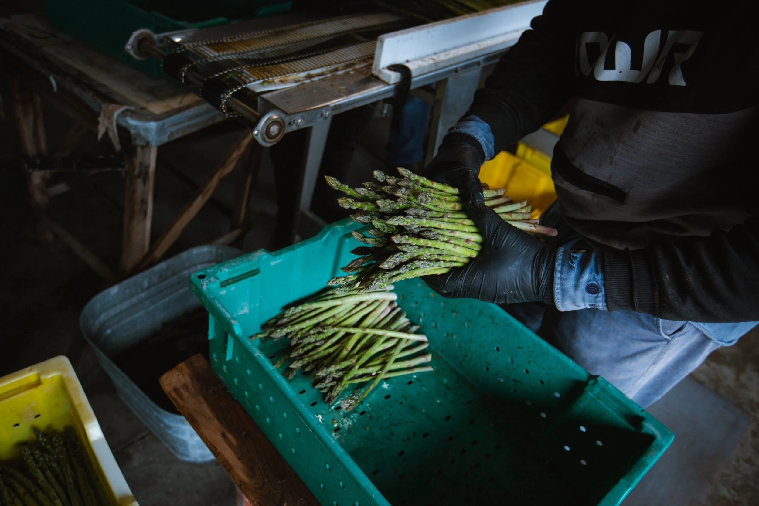 Grower-6.JPG