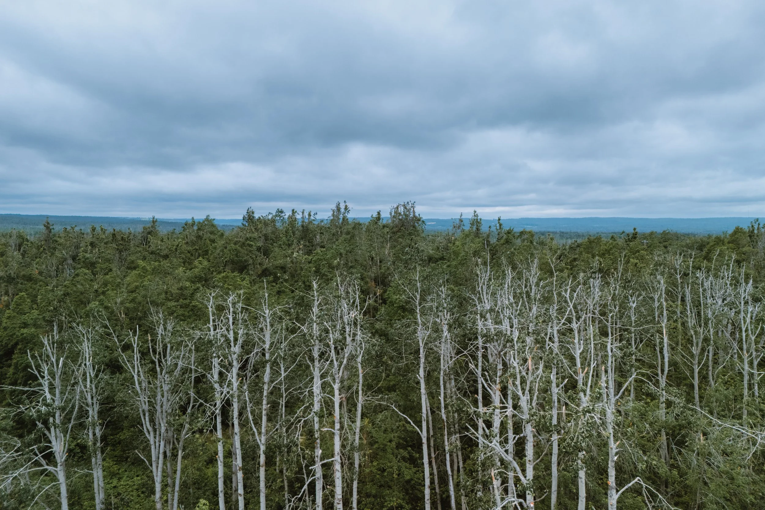 Trees-3.JPG