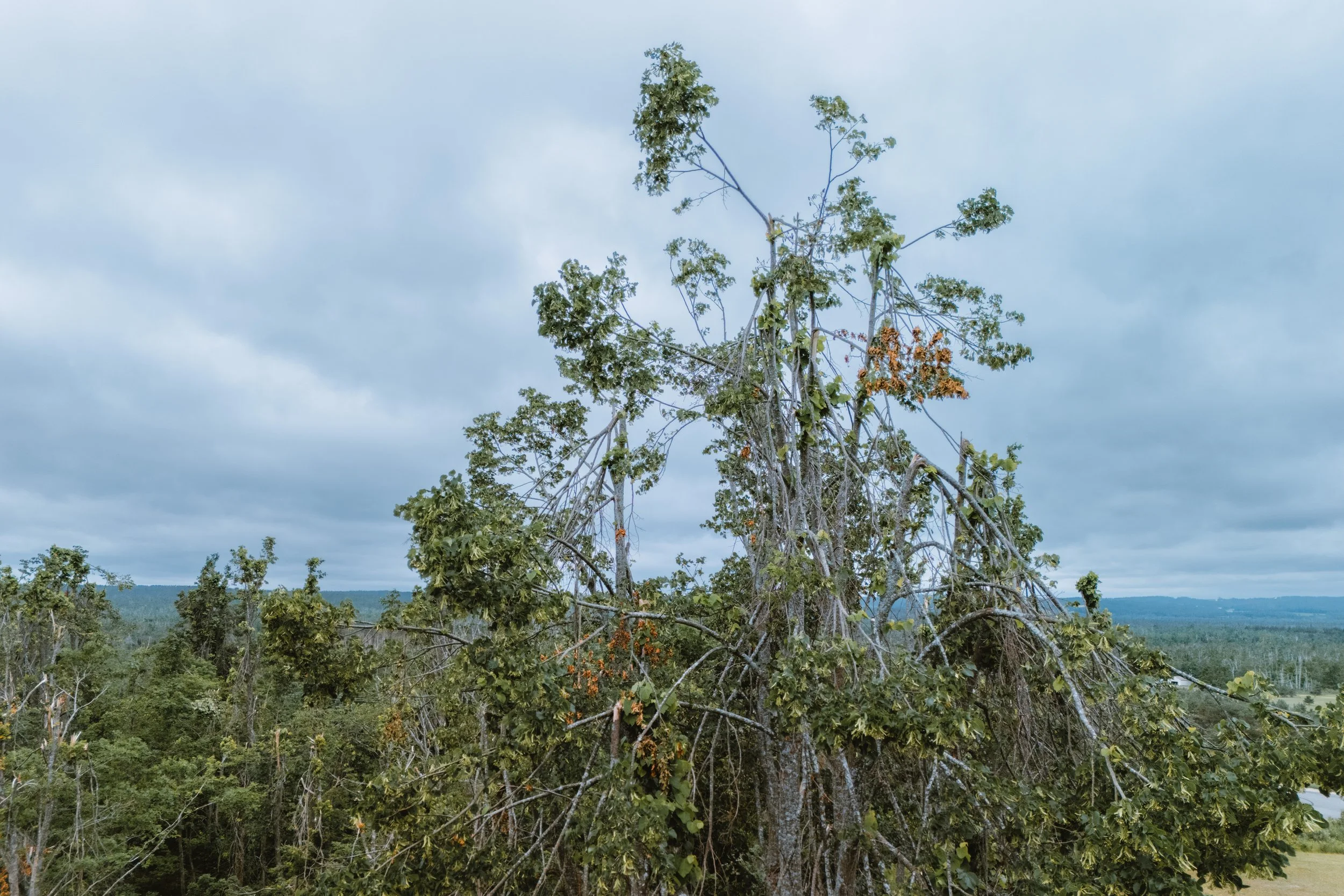 Trees-1.JPG