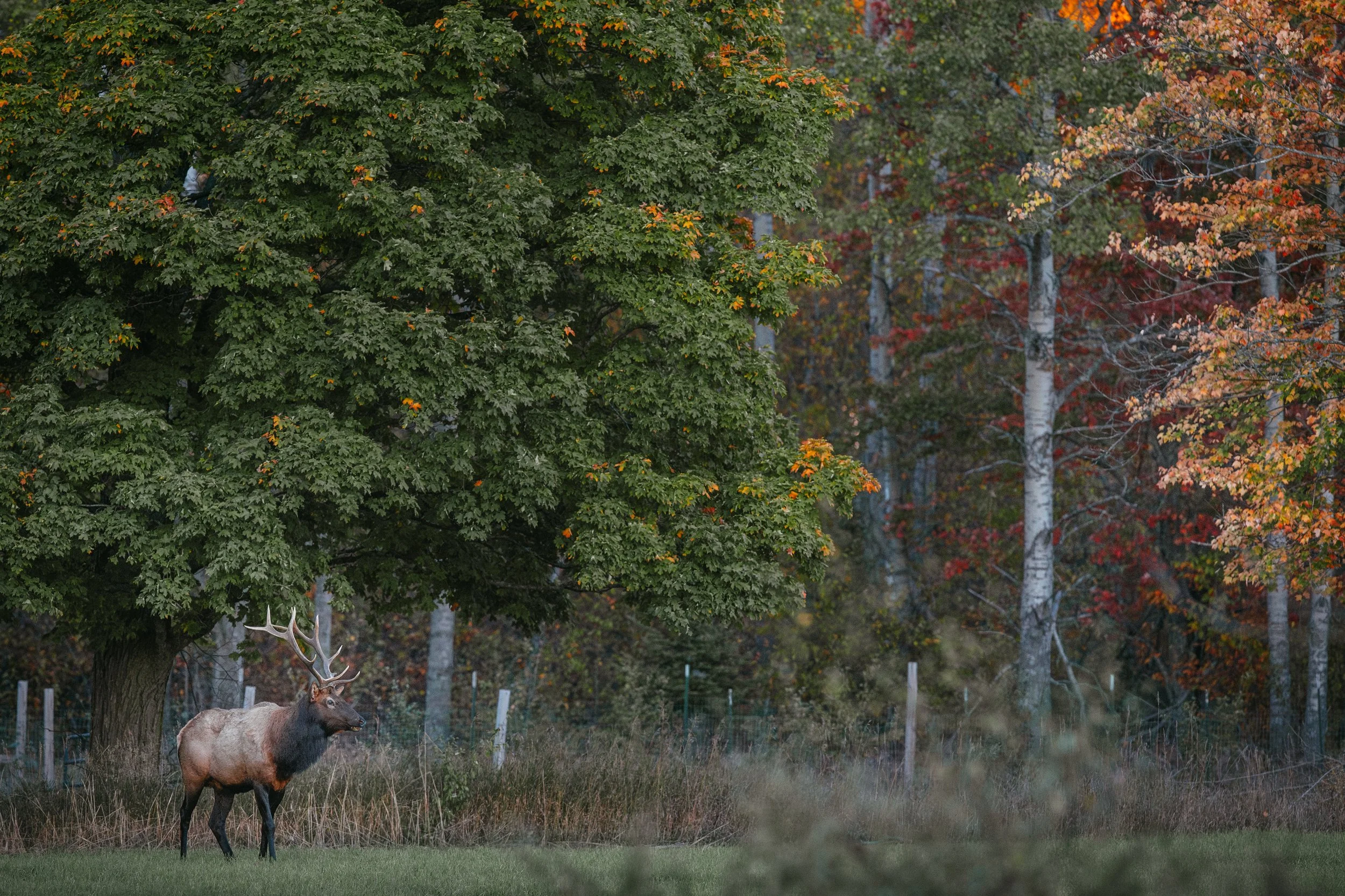 Michigan's Elk Herd