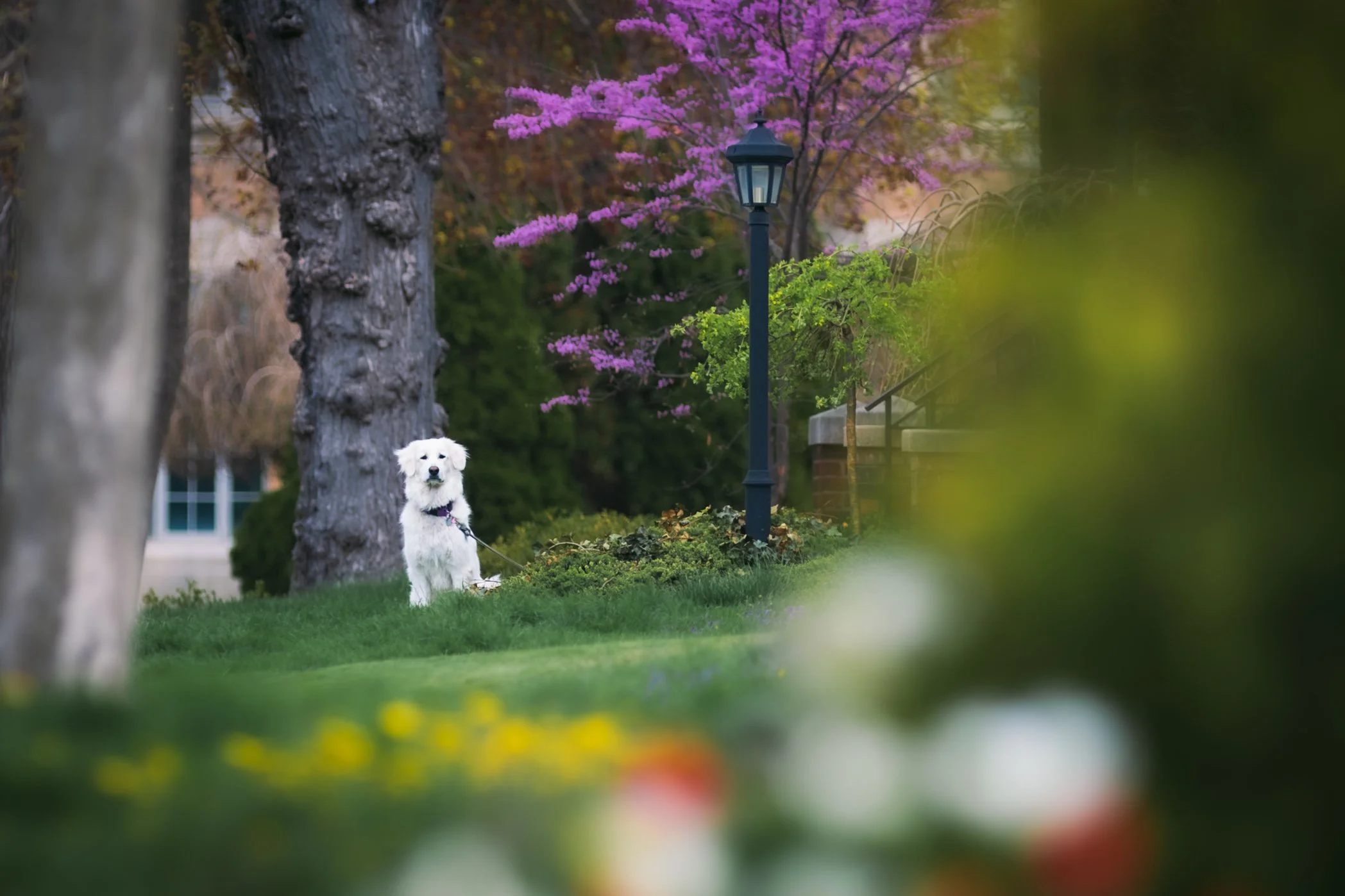 Spring’s Blossom