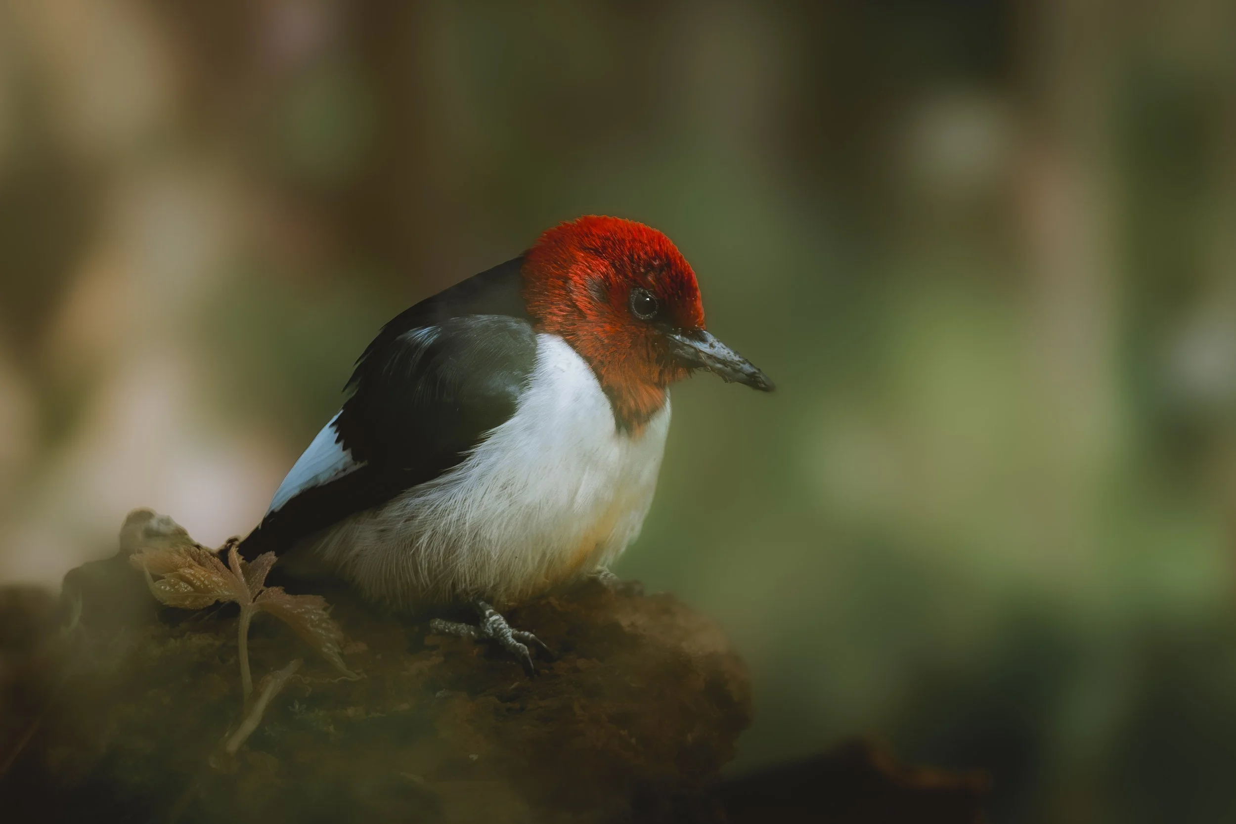 The spring migration (Updated)