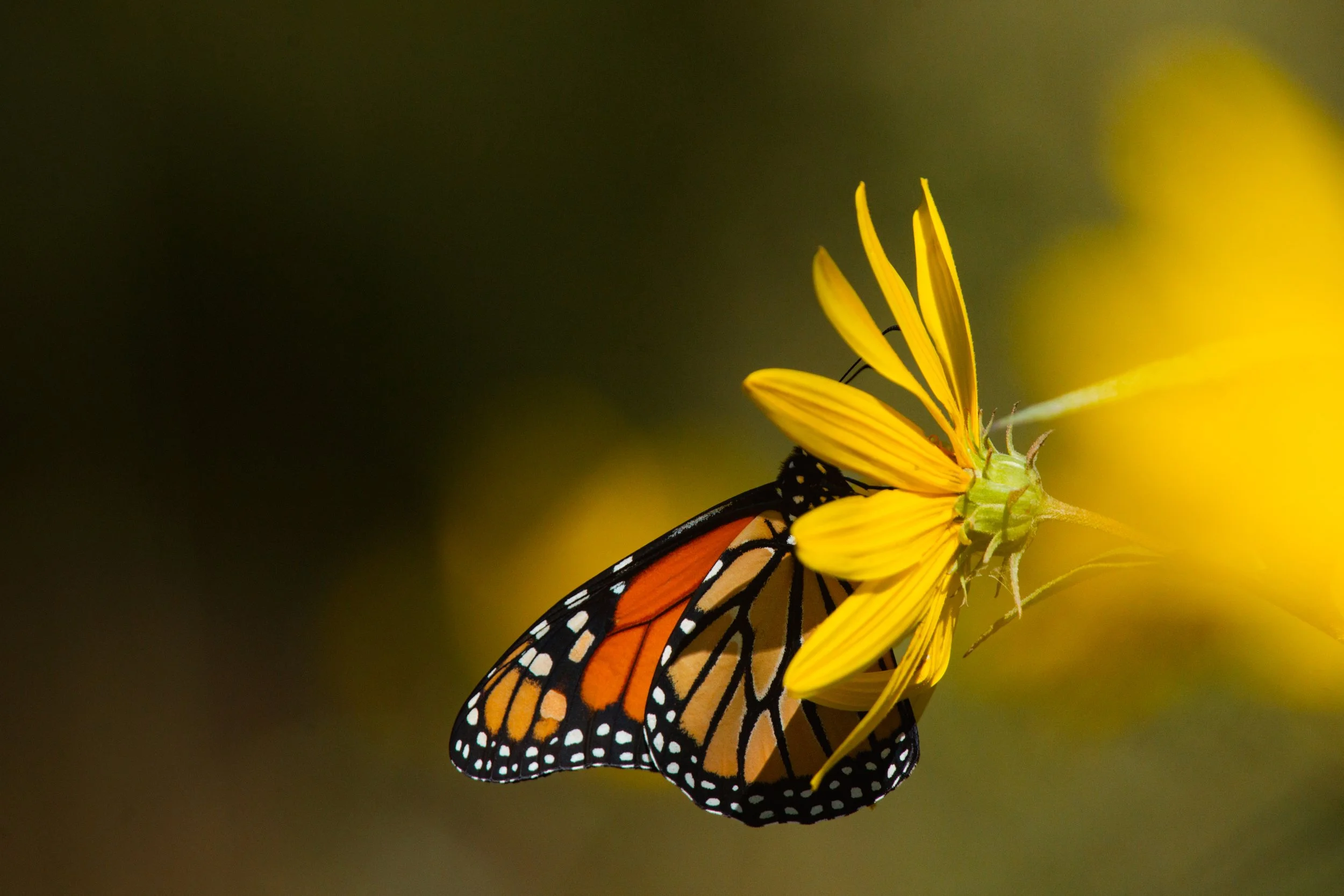 Point Pelee Monarch #2