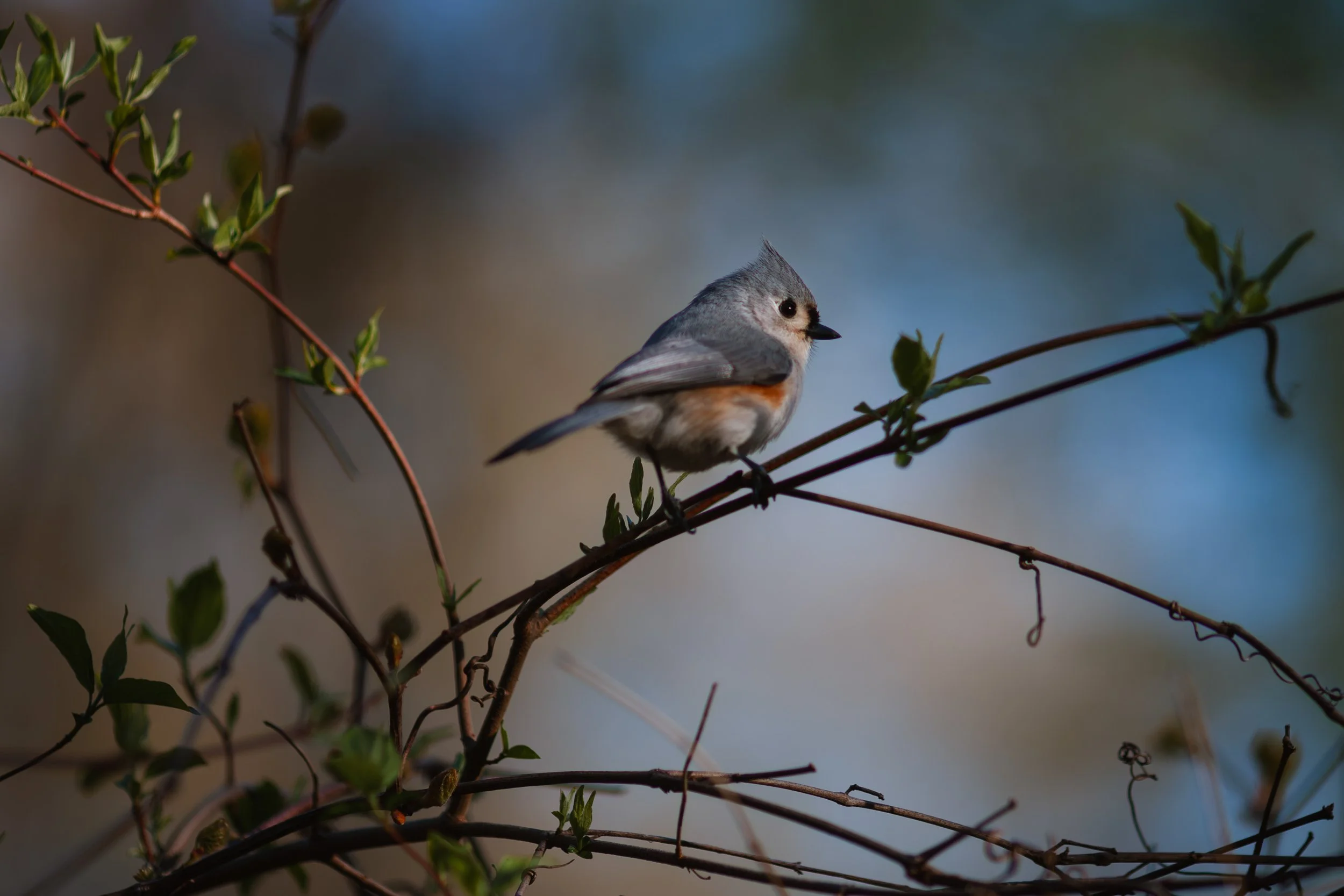 Tufted Titmouse