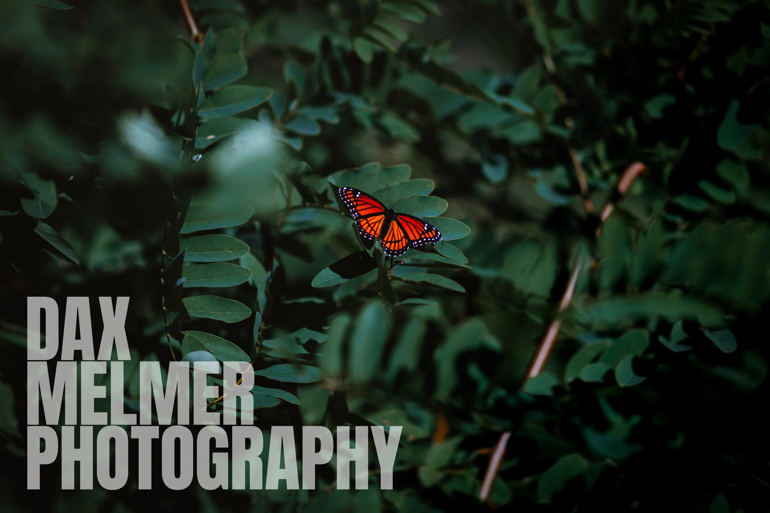 Monarch_BlackOak WM.jpg