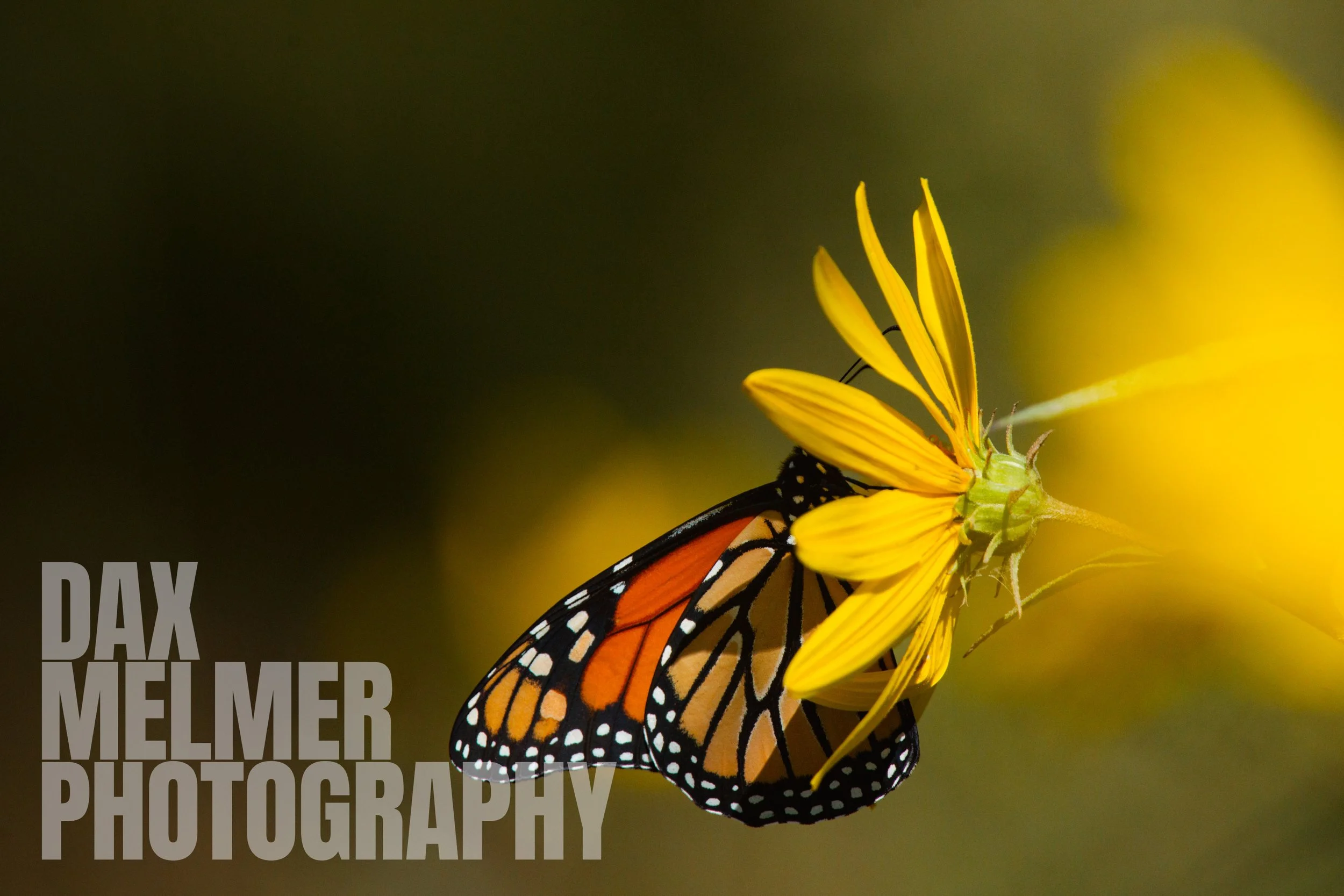 Monarch_Pelee02.JPG