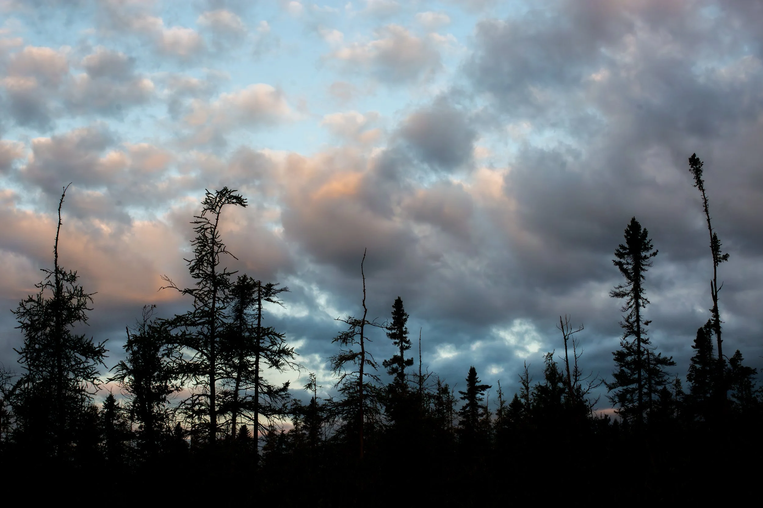 Black River Swamp (Copy)