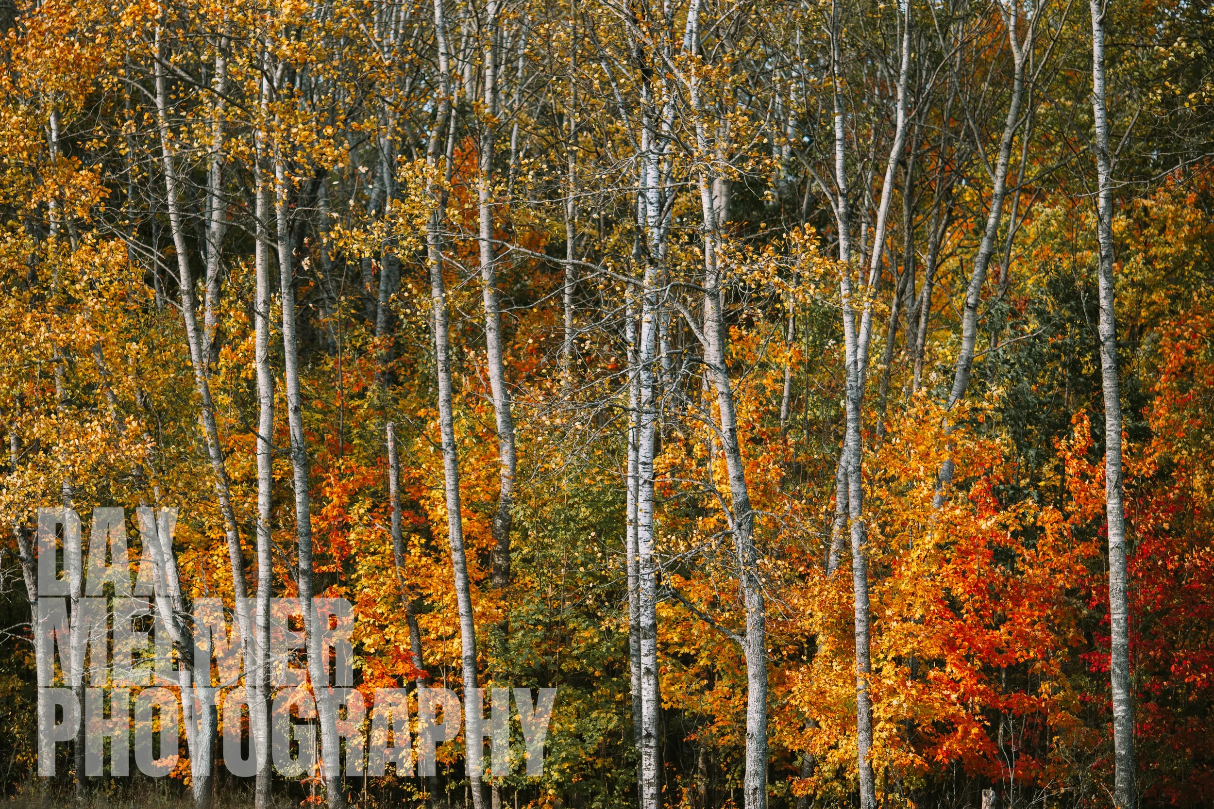 Northern Fall -02WBJPG.JPG