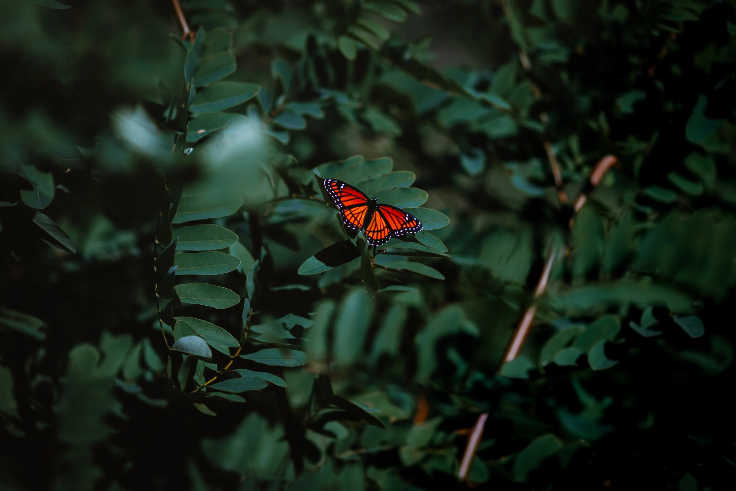 Ojibway Monarch