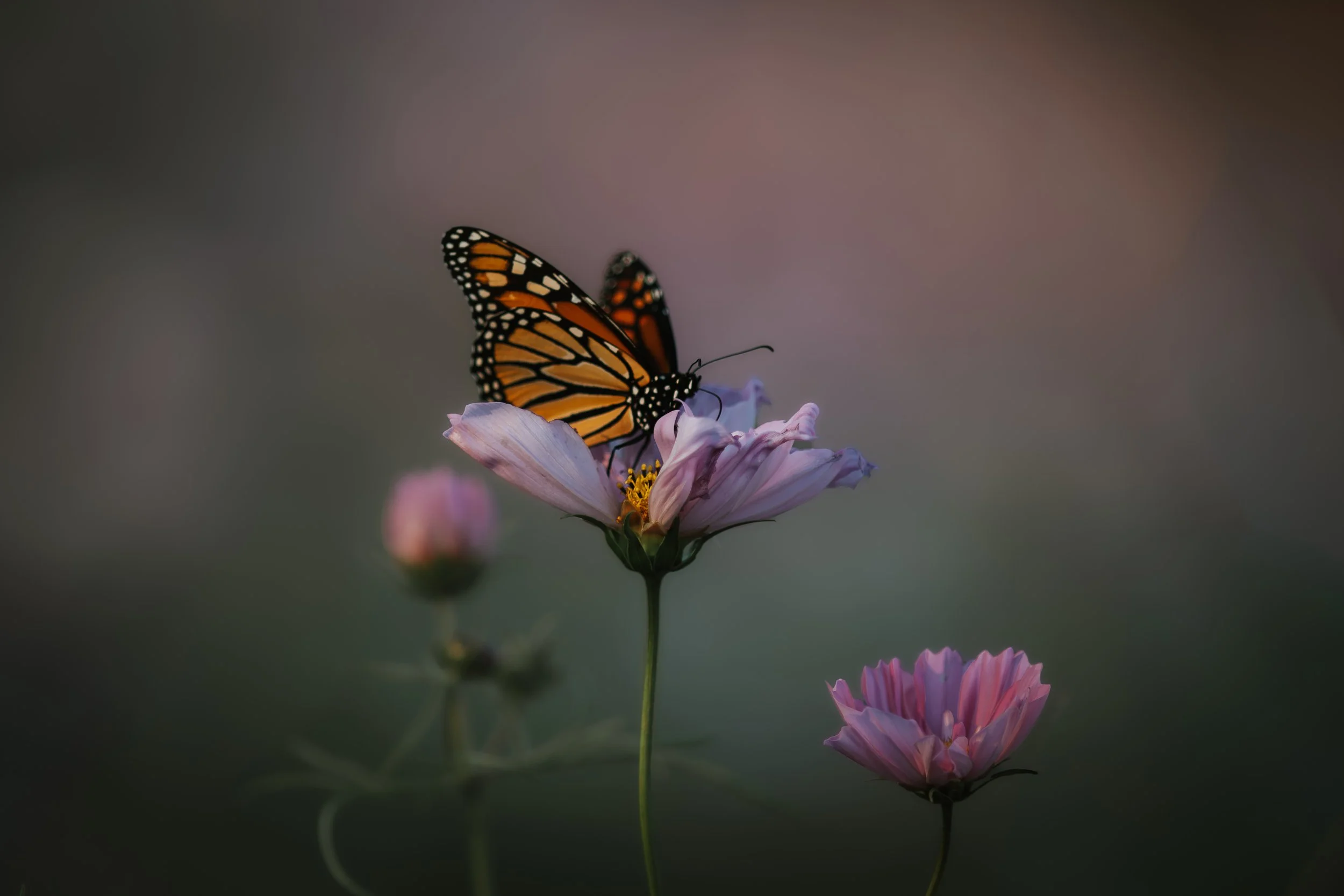 Monarch Cosmos