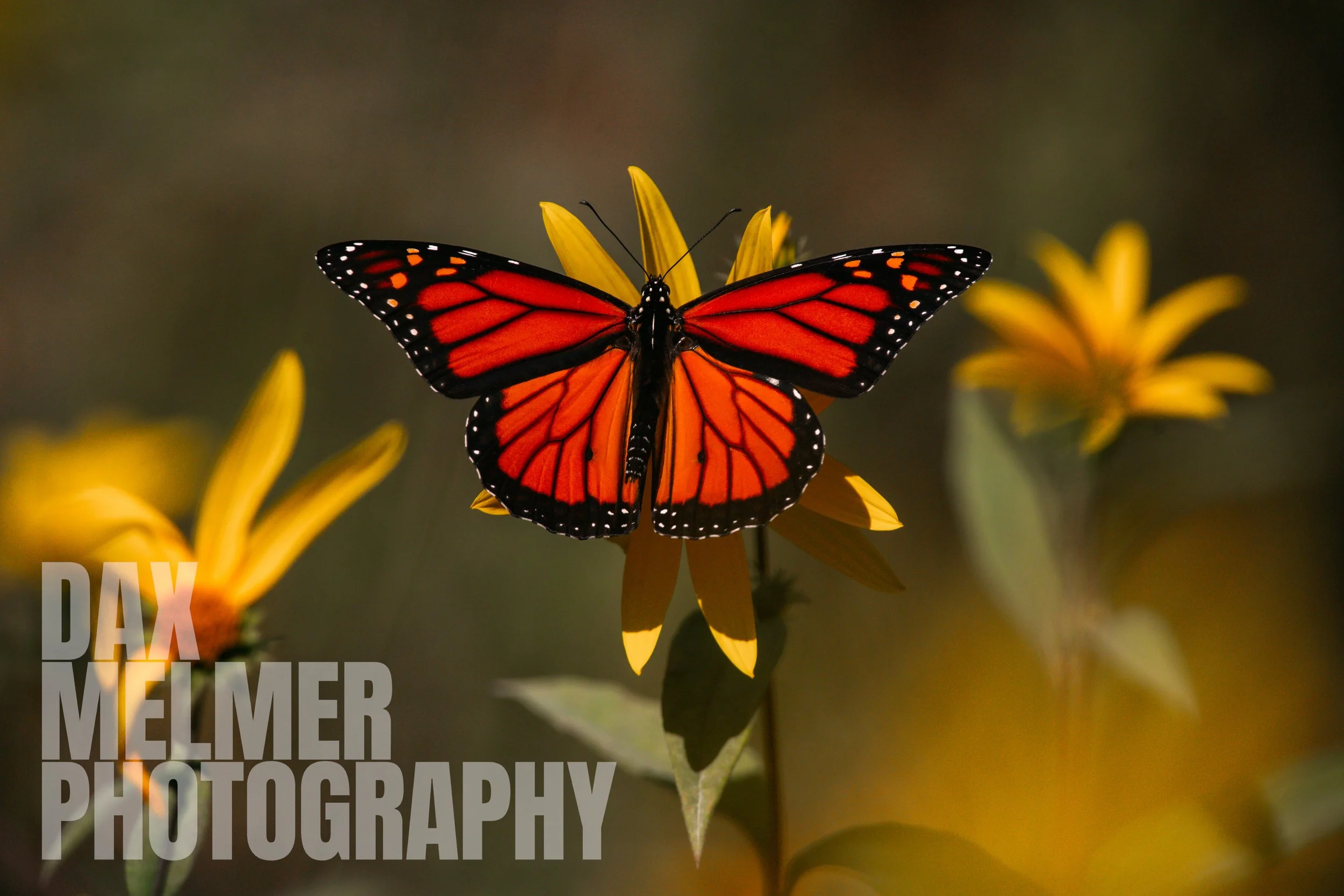 Monarch_Pelee01.JPG