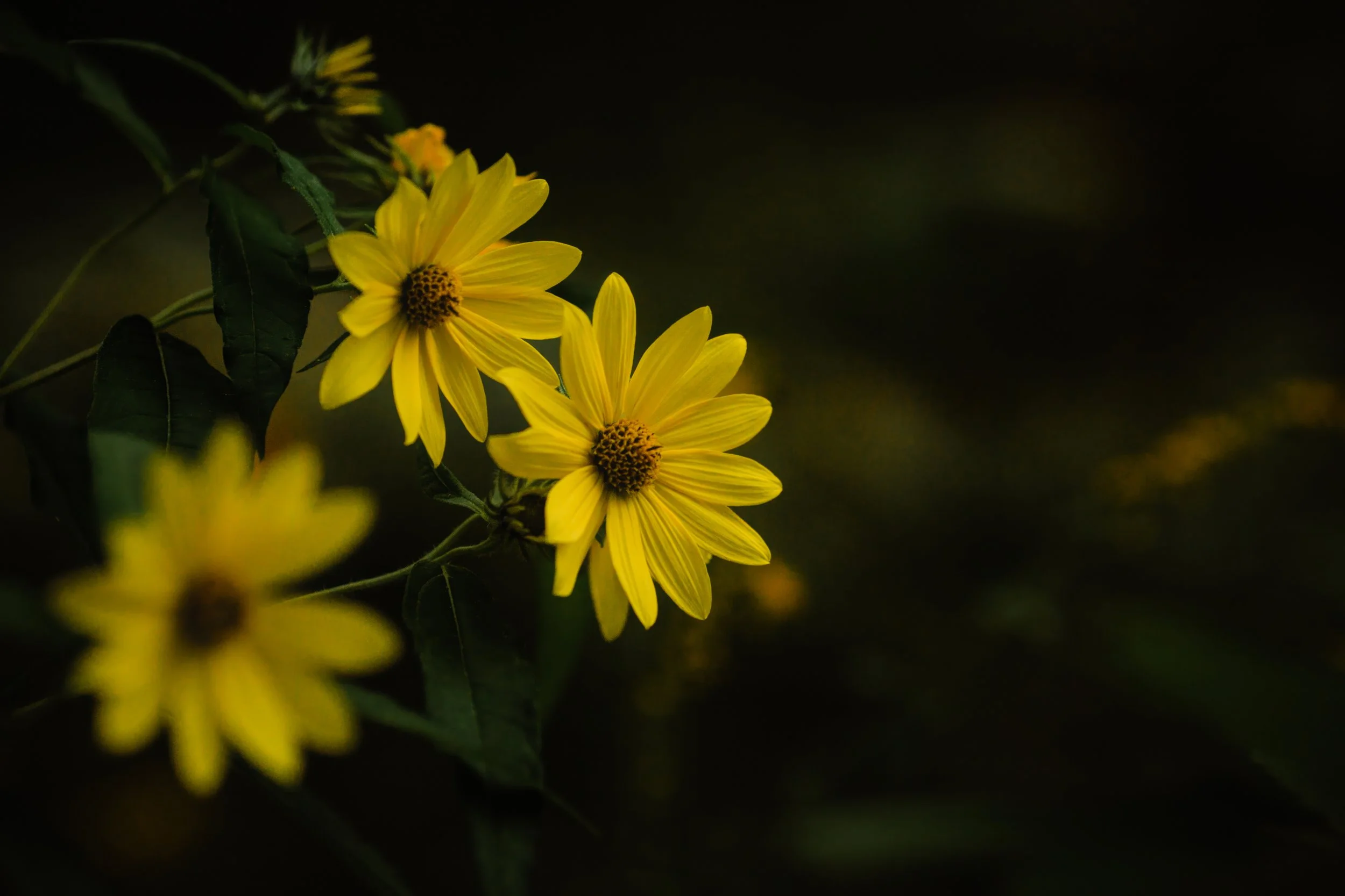 Ojibway Woodland Sunflower