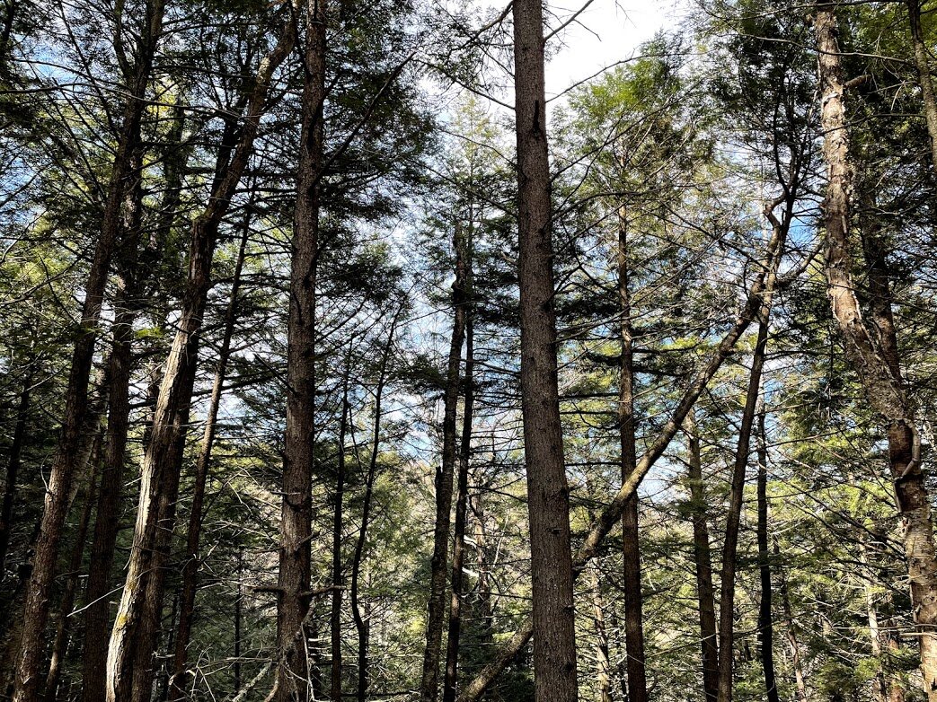 Distracting Yourself from the Run