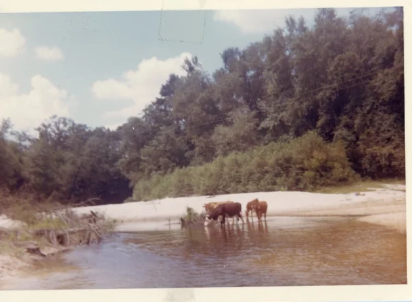 the creek
