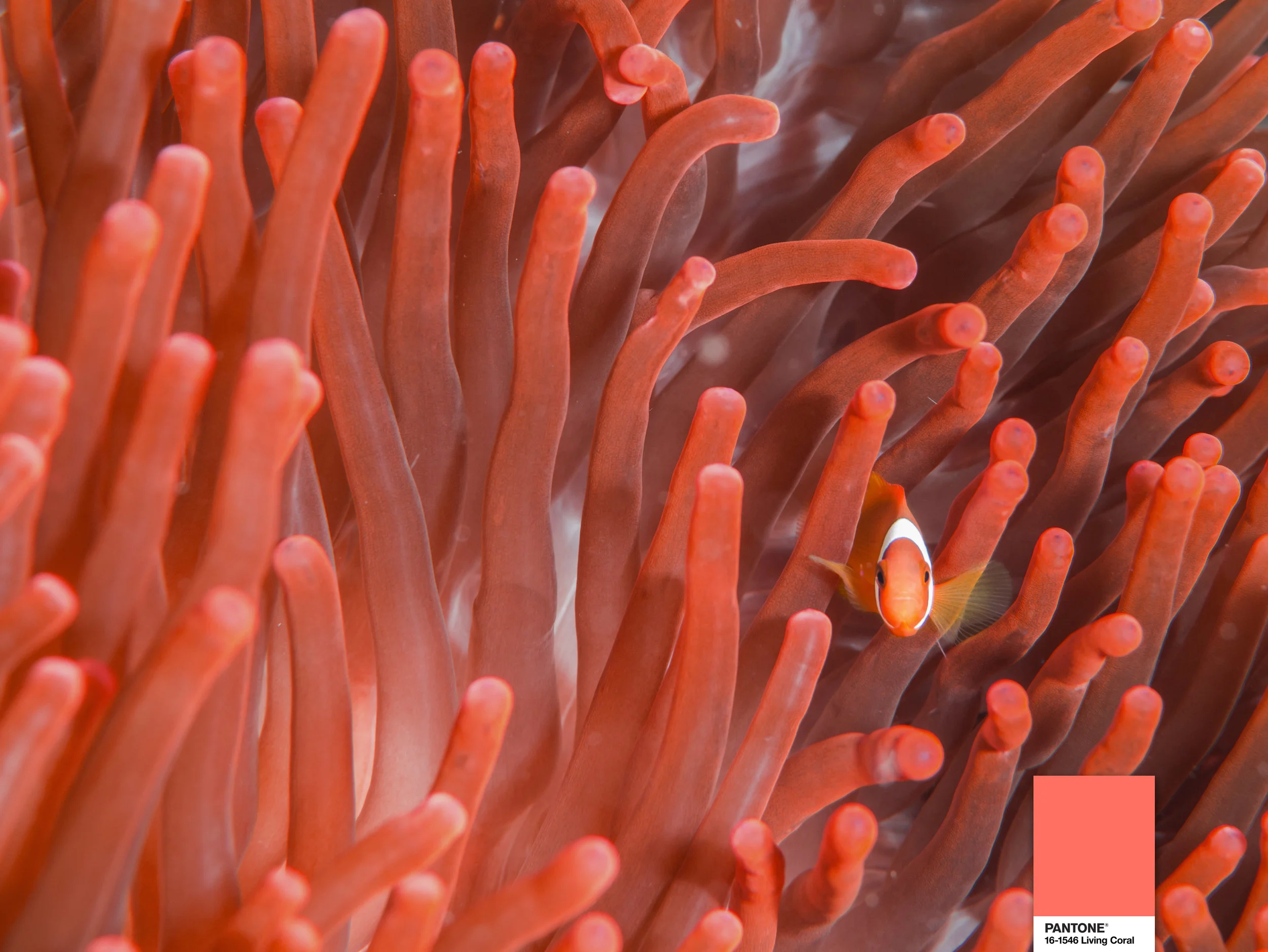 Pantone's Color of the Year | Living Coral