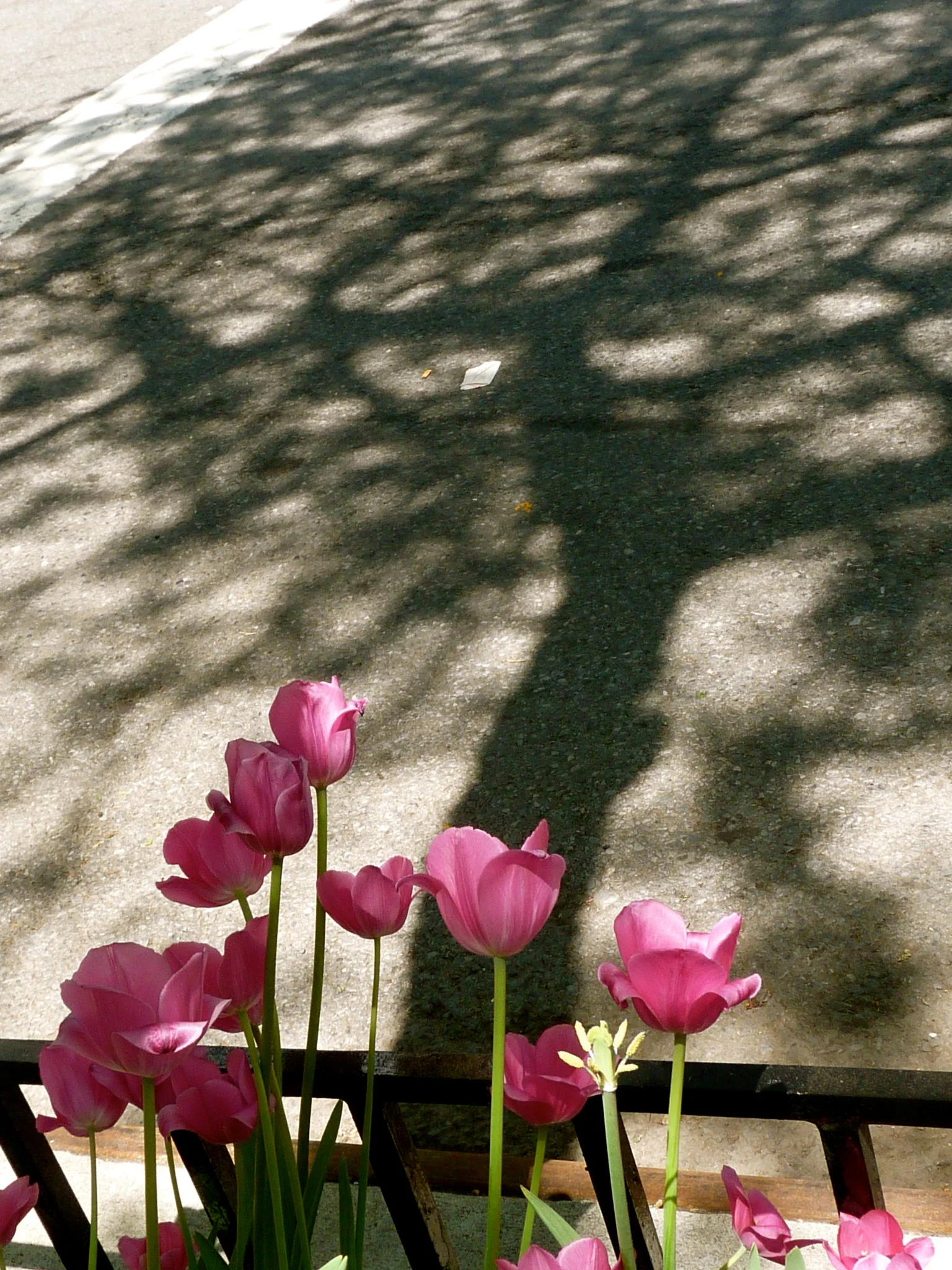 P1450306.jpg